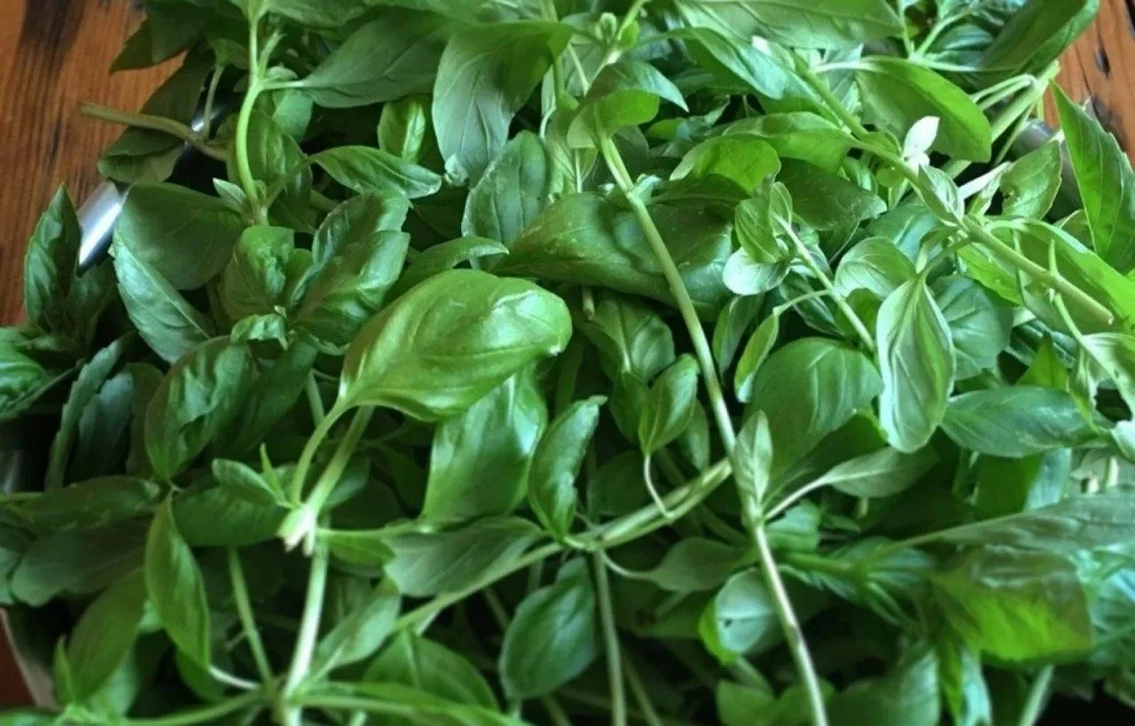 Photograph of a large pile of fresh basil. Used for the pesto recipe.