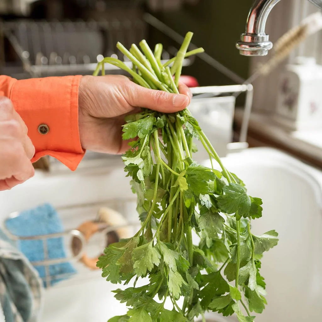 Photo of one hand holding a bunch of dripping wet cilantro over a large kitchen sink.