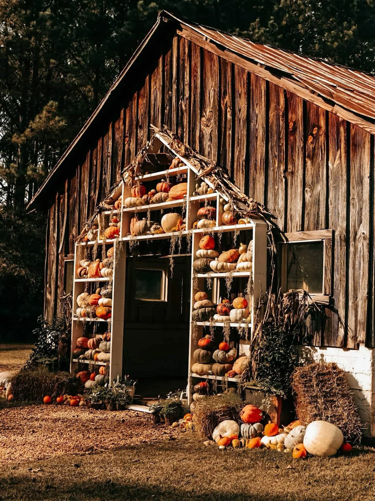 Available for photographers October 16 - Nov 9 for fall/Thanksgiving sessions.
&bull;
These are pics from last year.
The pumpkins and decor will be the same.
&bull;
$50/hour.
&bull;
Email:  haley@haleybrowning.com
Feel free to share.