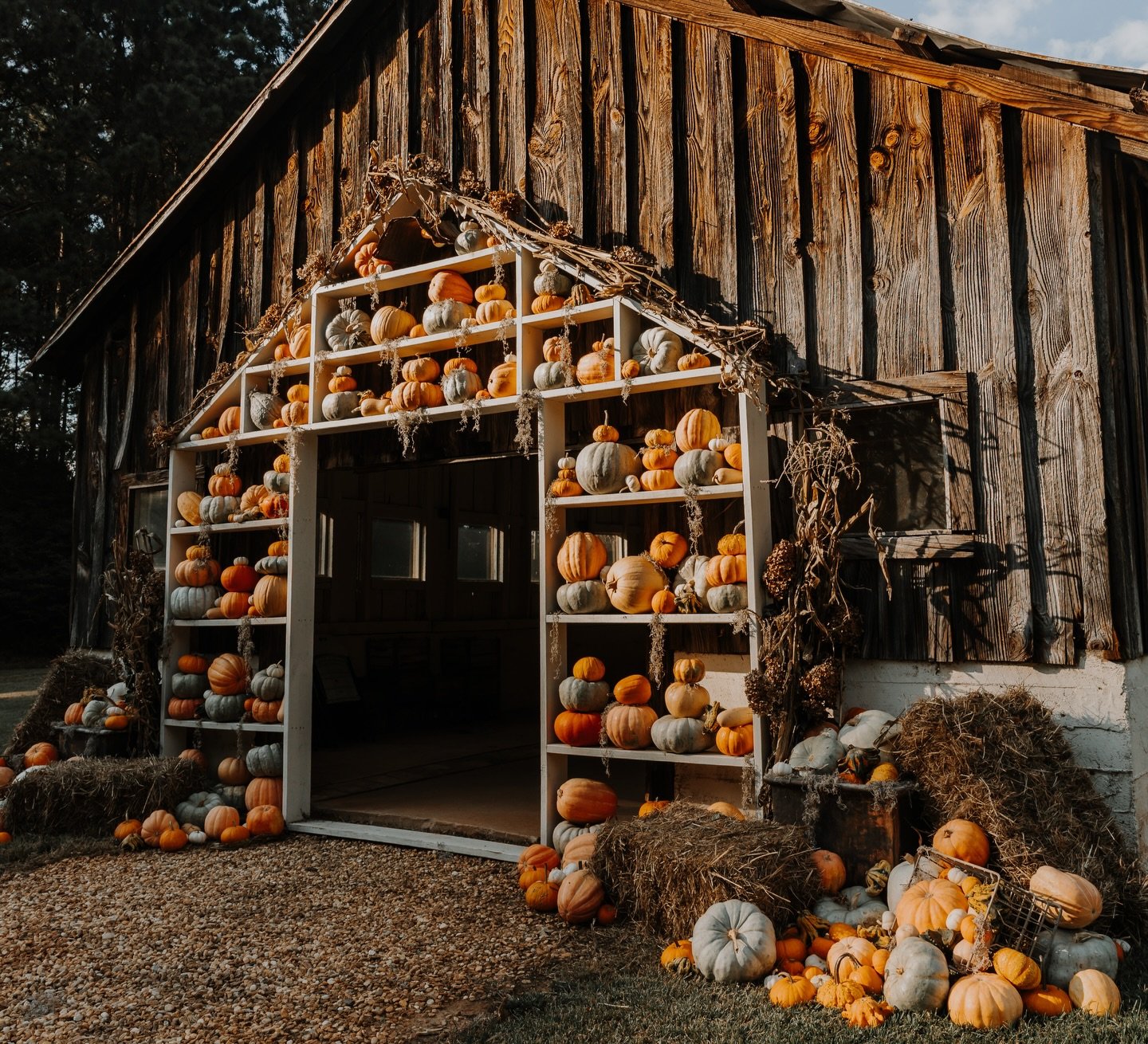 Thank you to all of the photographers who booked our barn for their fall sessions.
&bull;
We will see you next year!
📸 
@trisglazephotos