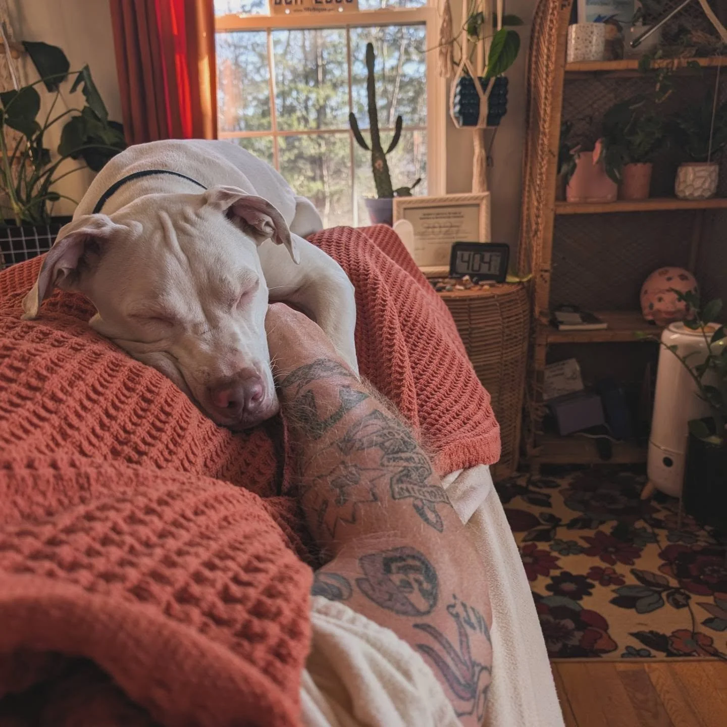 Every massage I give is customizable, and I had a special request for puppy snuggles from this client 😉

While normally Olaf is at his favorite sitter's home, @dogstardogcare , for this appointment he got to snooze and cuddle.

Scroll to the last fo