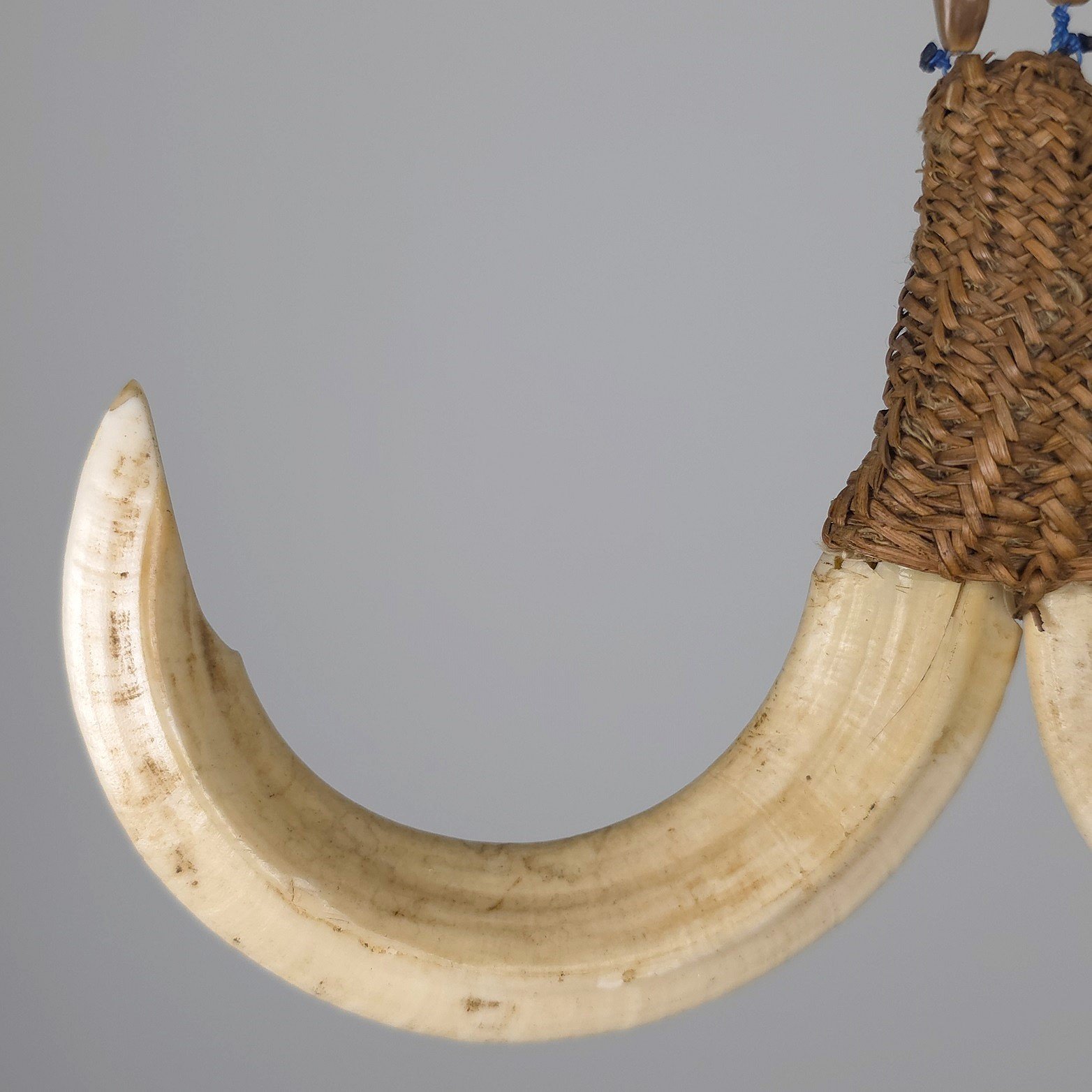 Boar Tusk Ornament