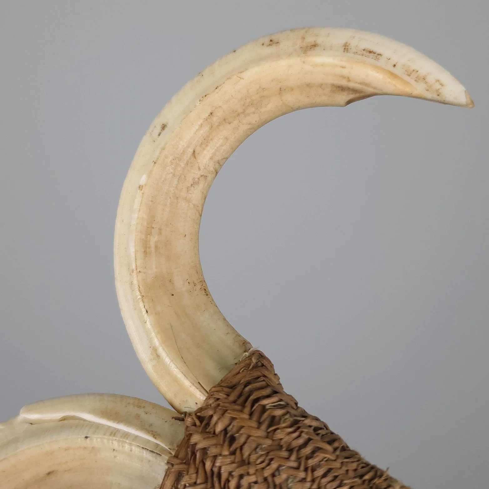 Boar Tusk Ornament