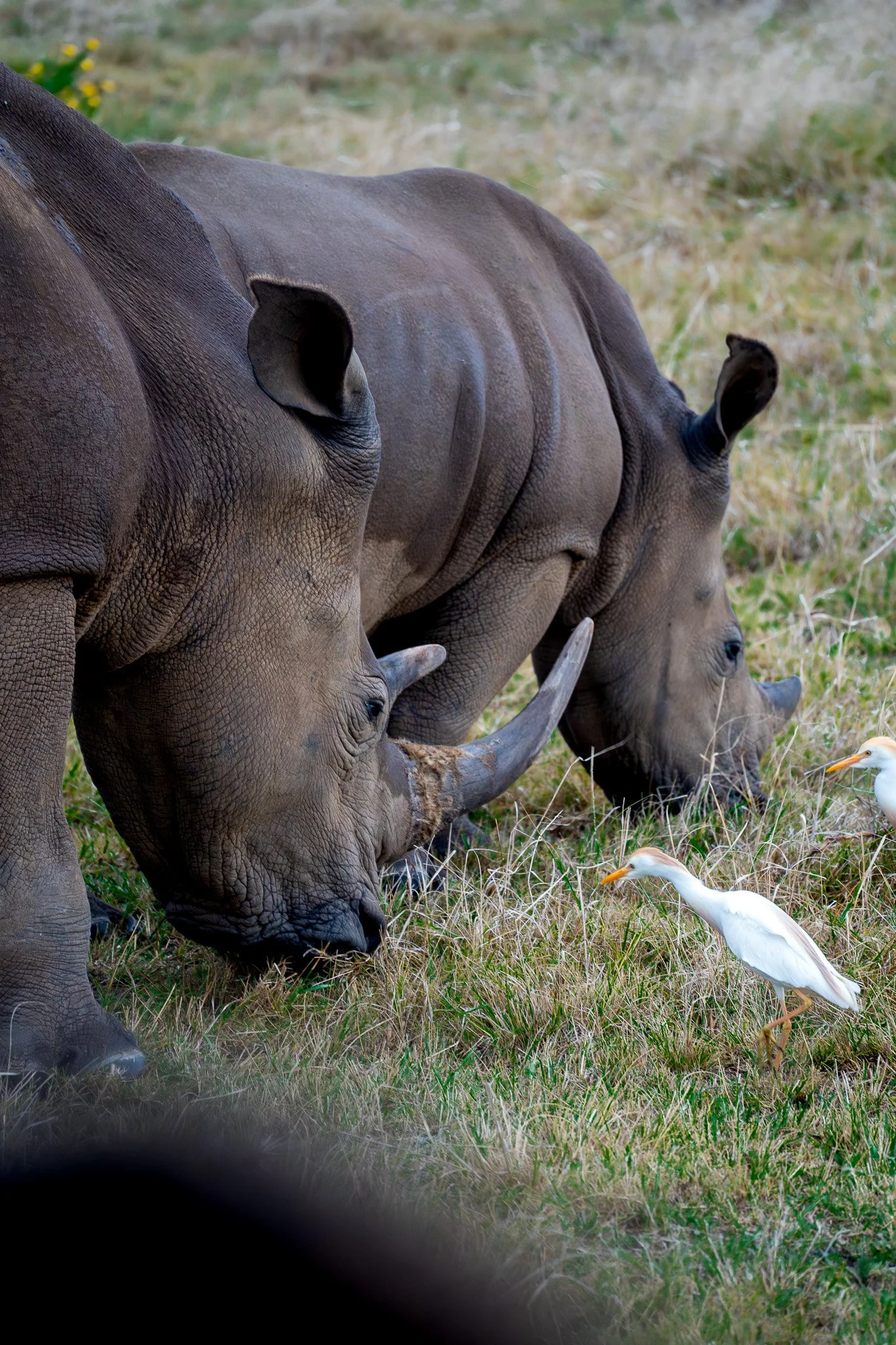 Rhino on safari on The Garden Route in South Africa