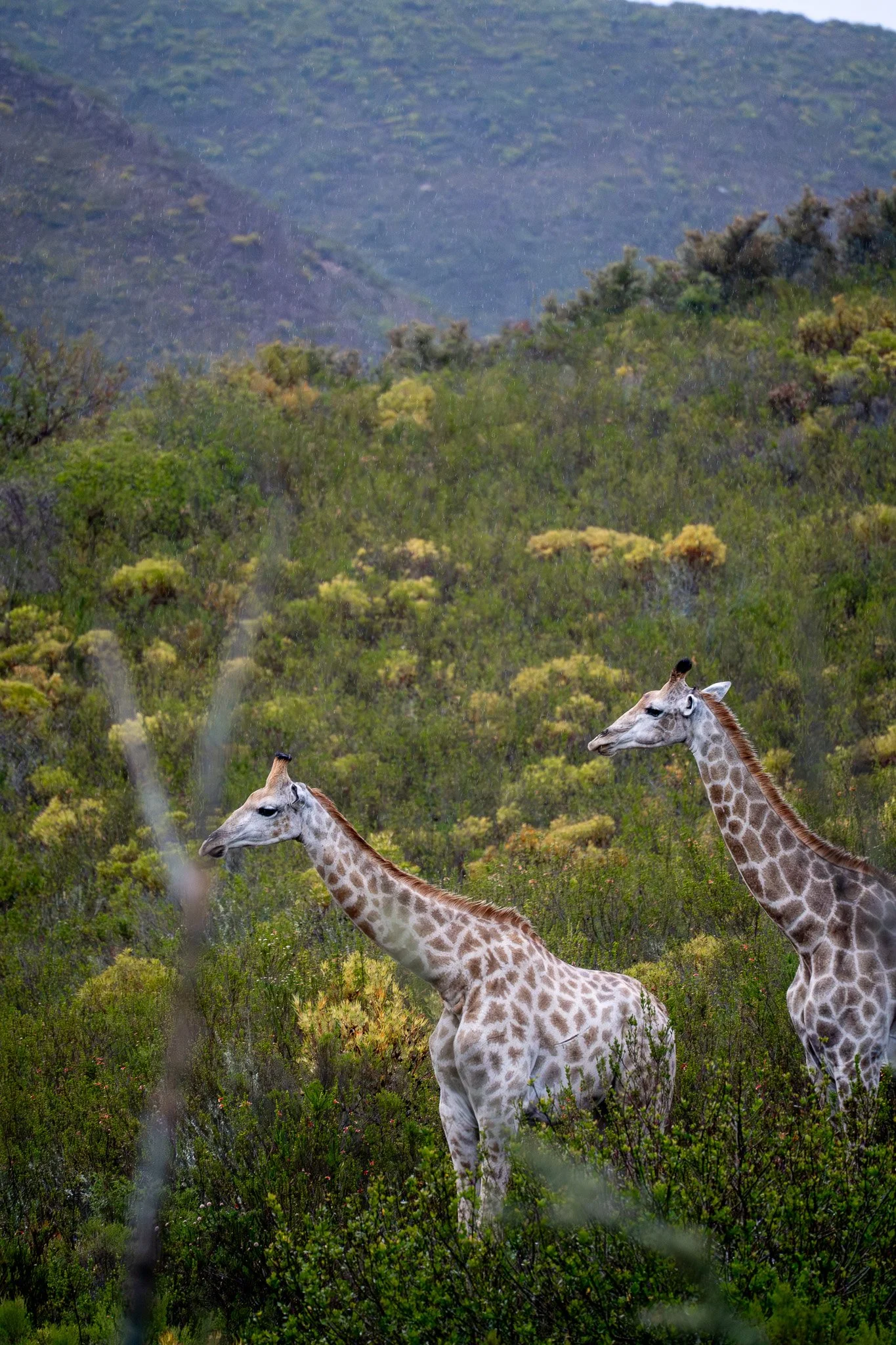 Giraffe on safari on The Garden Route in Cape Town, South Africa