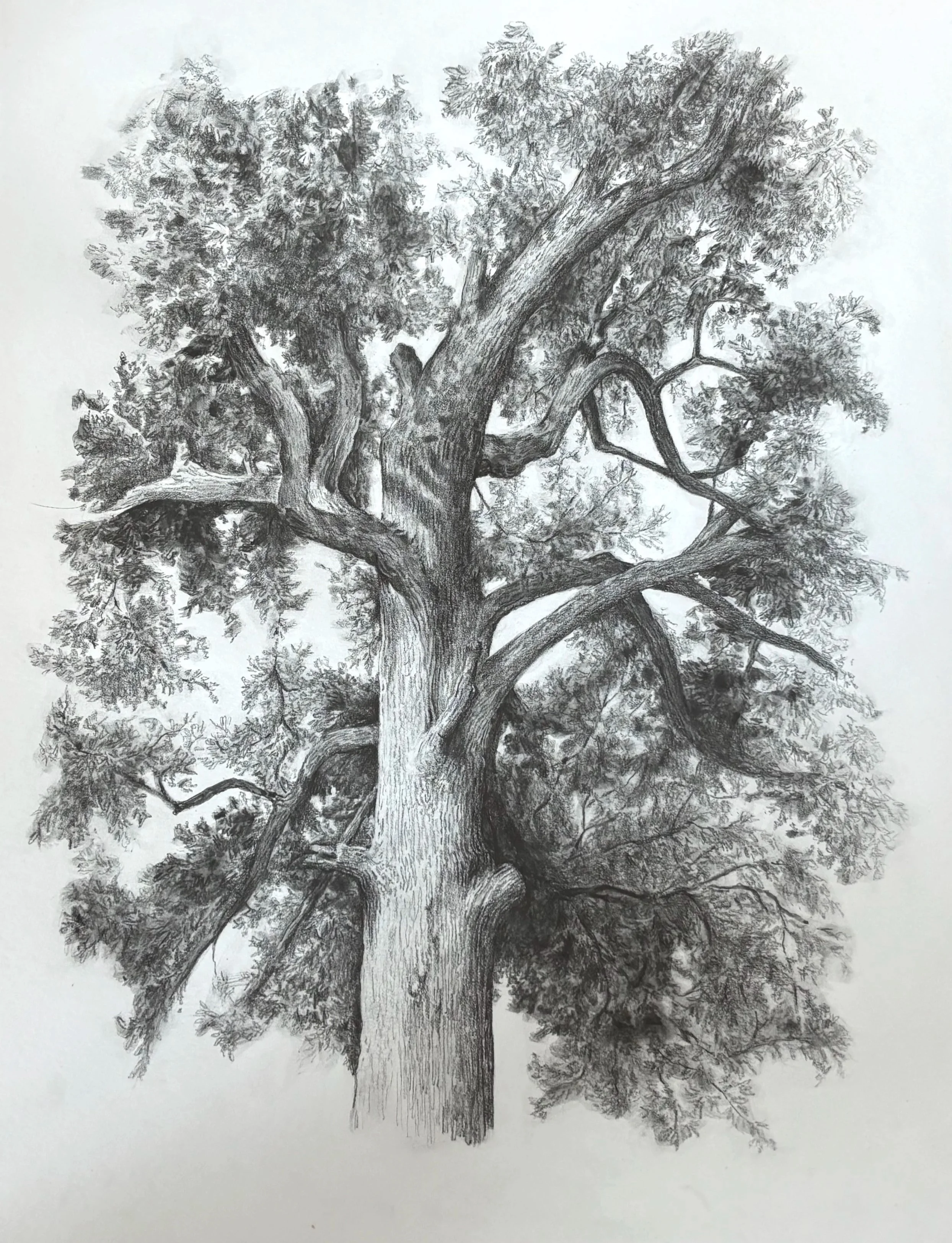 Byrd Park, 2026. Graphite on bristol board - 11 x 14 in.