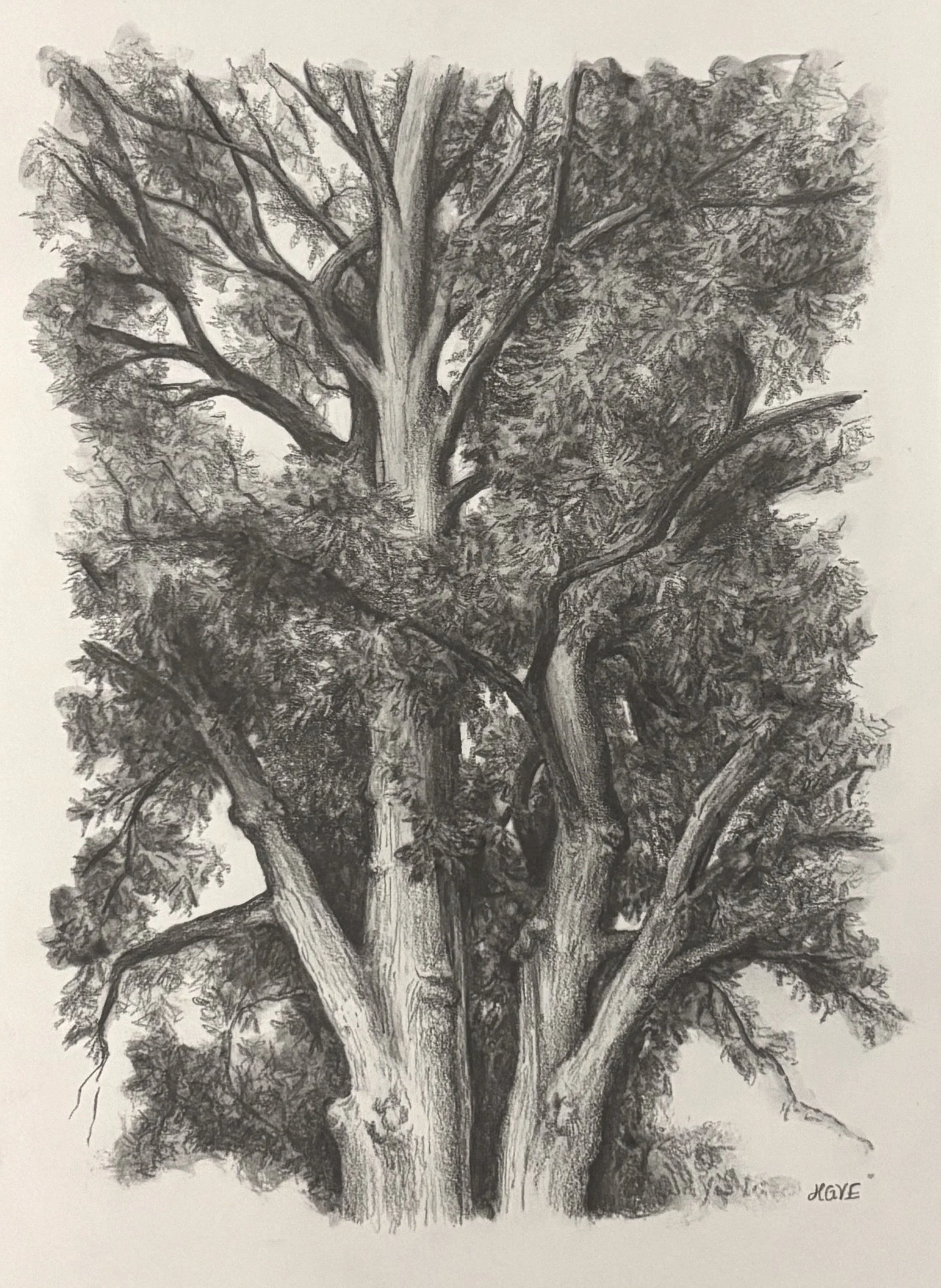 Grove Ave, 2026. Graphite on bristol board - 6 x 8 in.