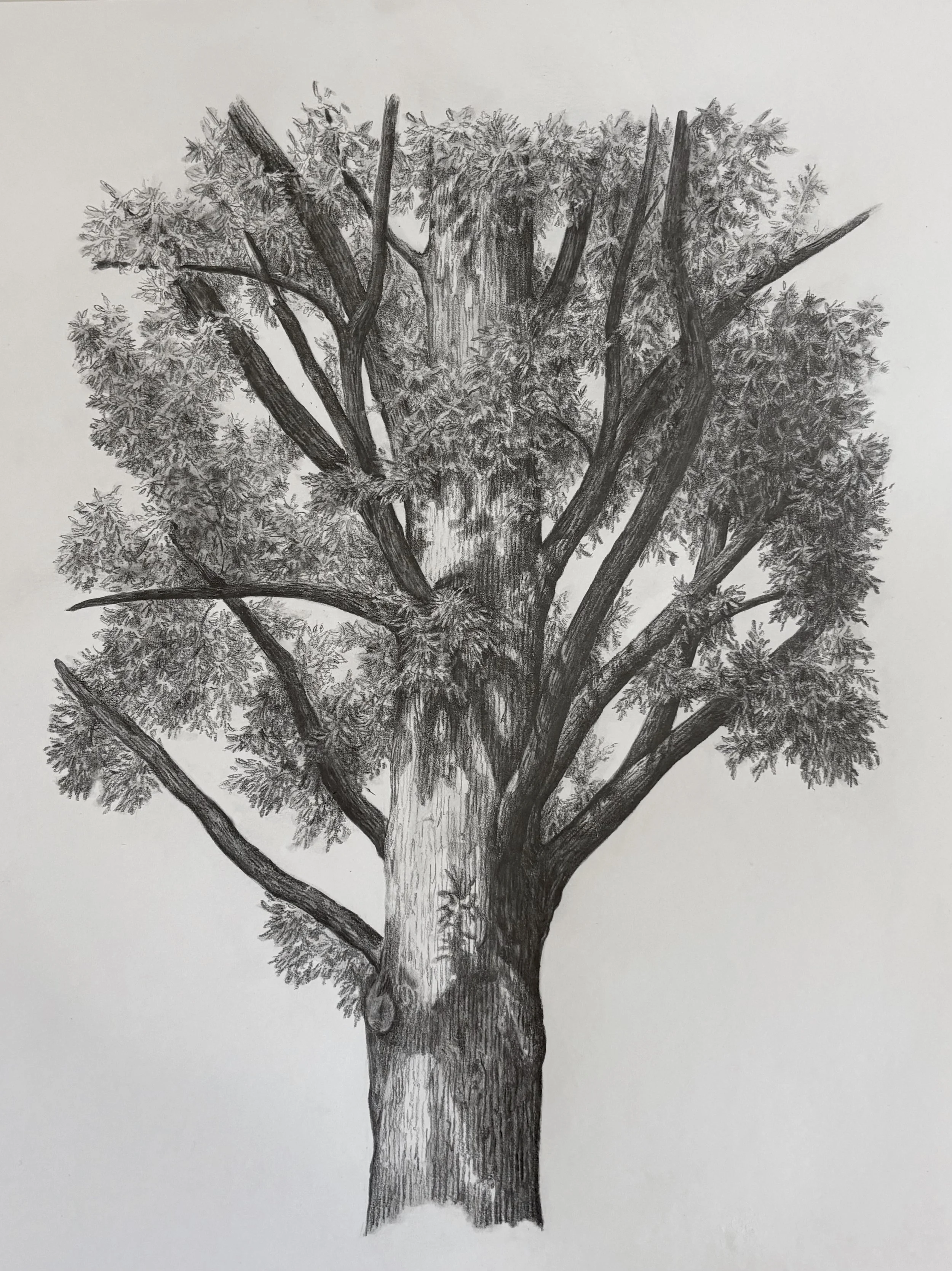 Monument Ave, 2026. Graphite on bristol board - 11 x 14 in.