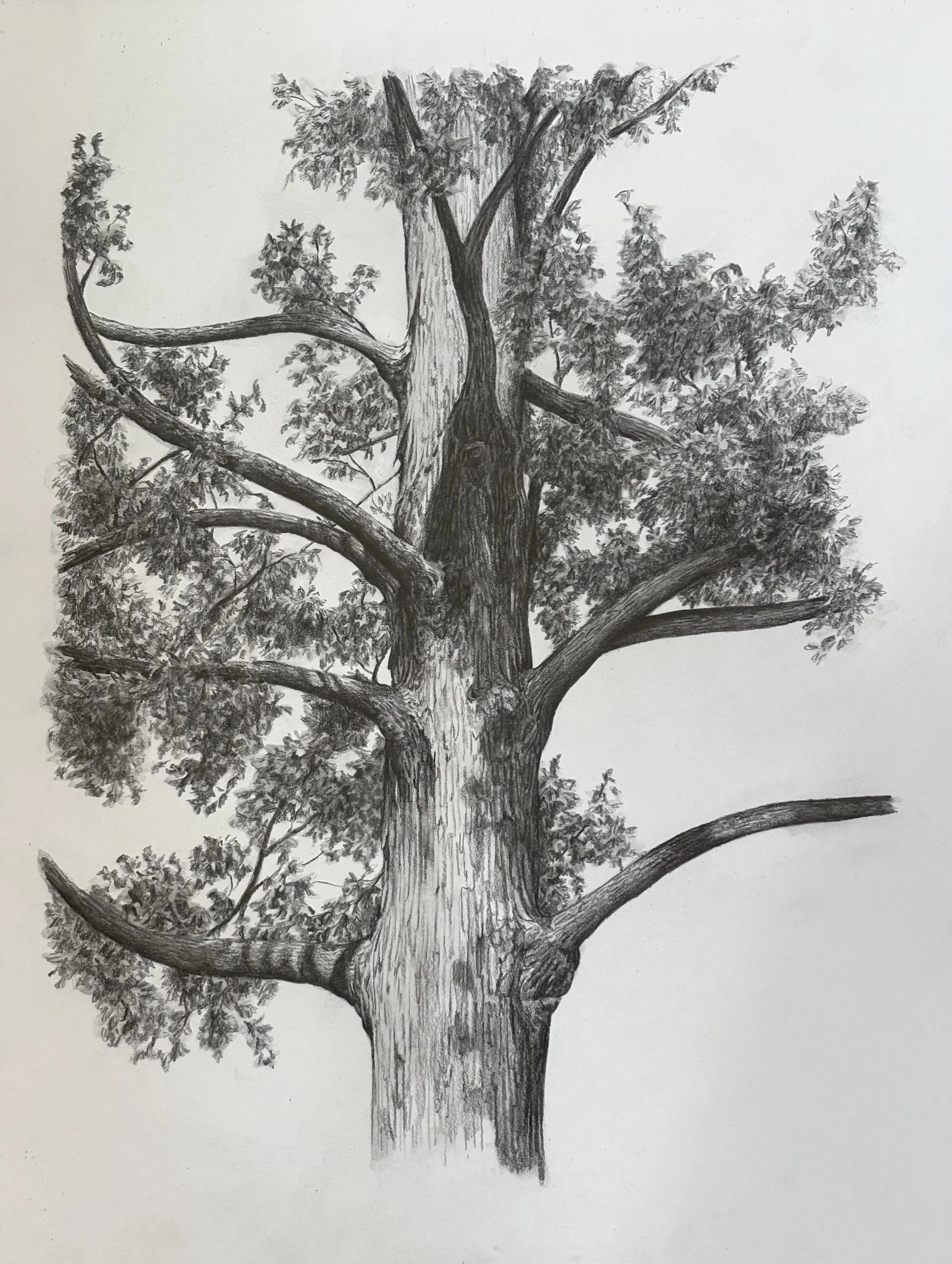Byrd Park 2, 2026. Graphite on bristol board - 11 x 14 in.