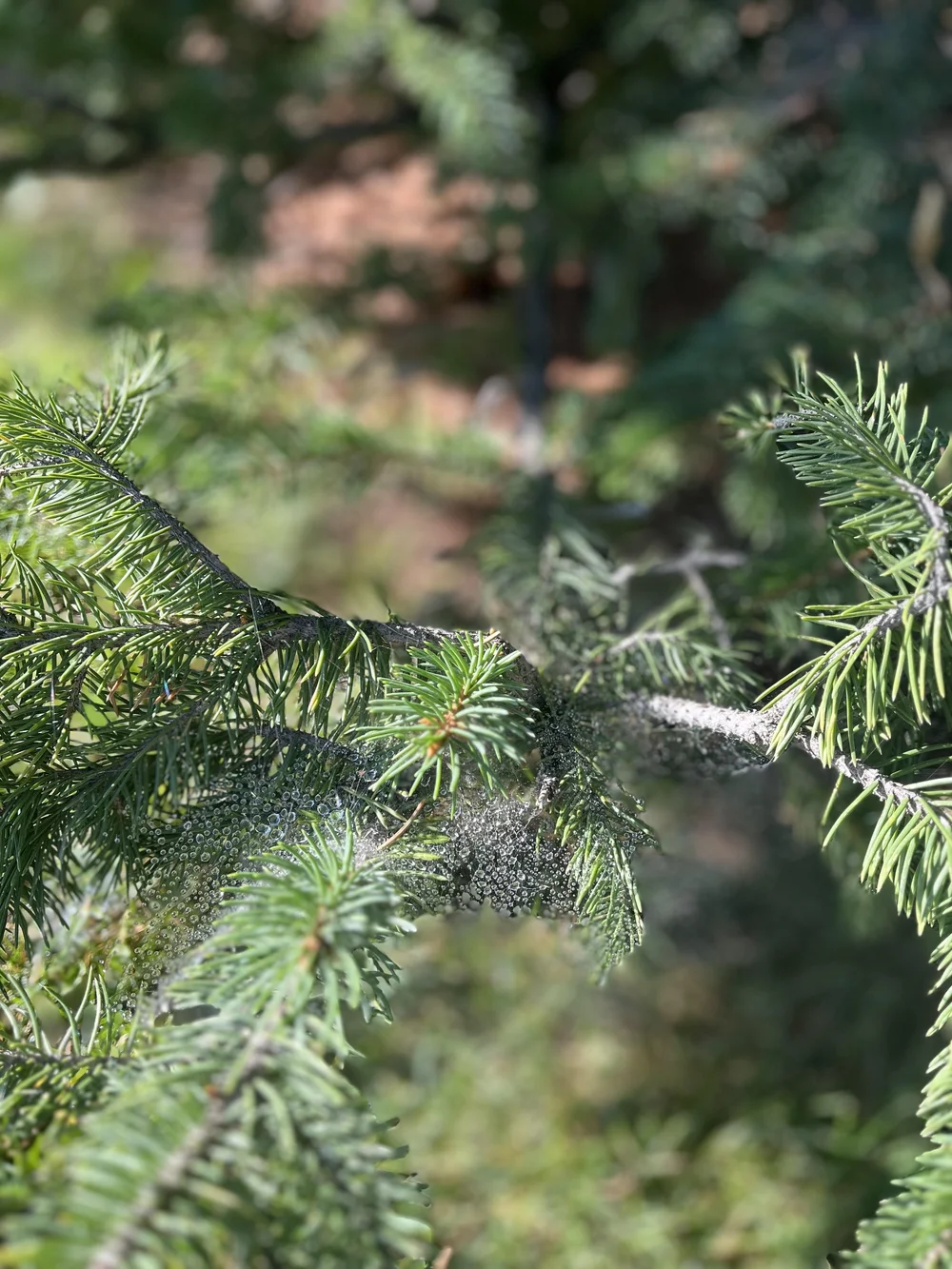 writing exercise in nature 