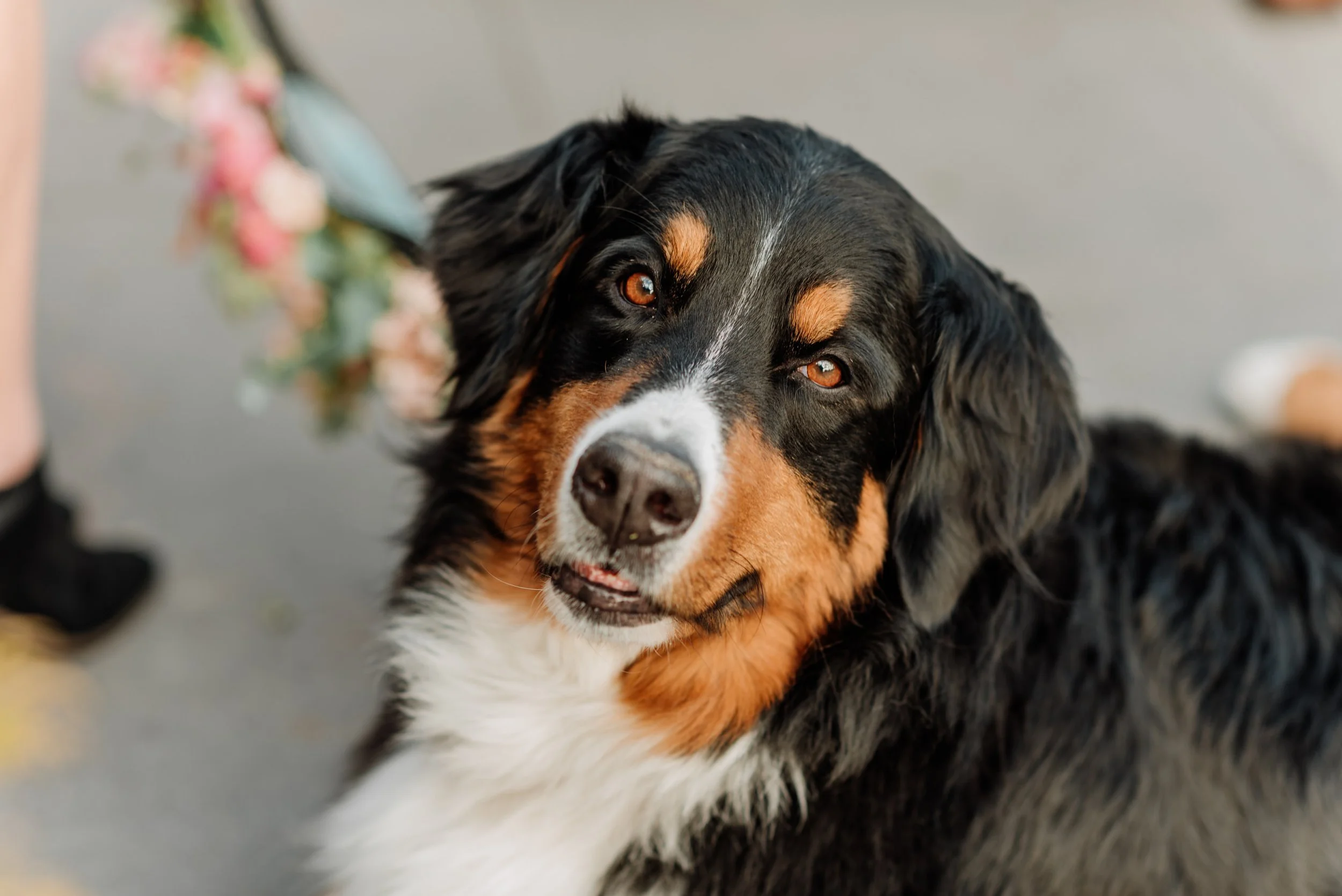 Close-up of a happy Australian Shepherd dog with black, white, and brown fur, looking at the camera with brown eyes.