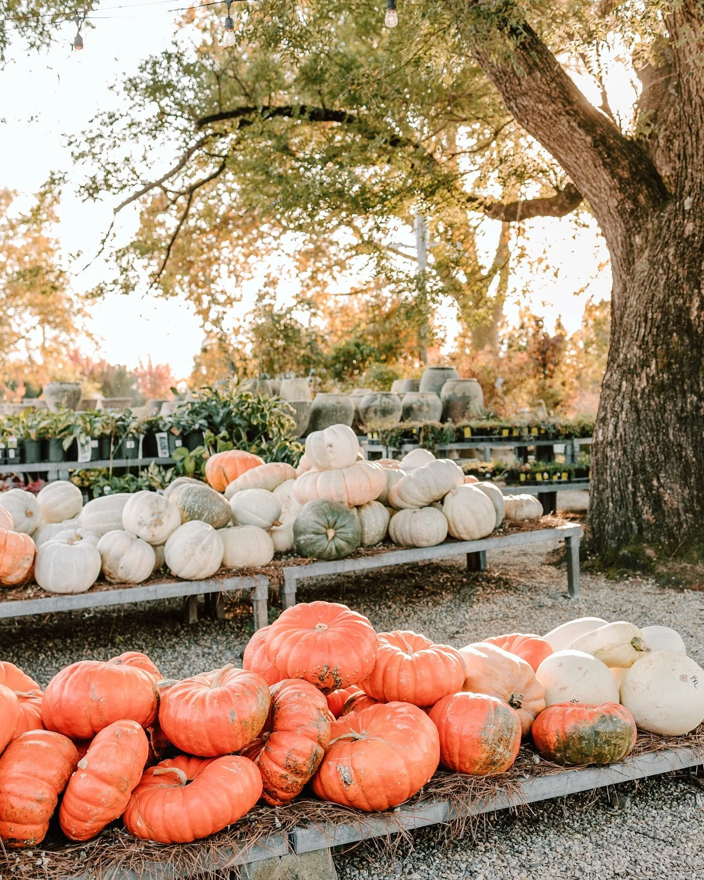 🍂 Can you believe tomorrow is the last day of October? Where did the time go?! As fall slips away and the holiday season approaches, I&rsquo;m hard at work putting the finishing touches on all the beautiful galleries from this amazing season.

Thank