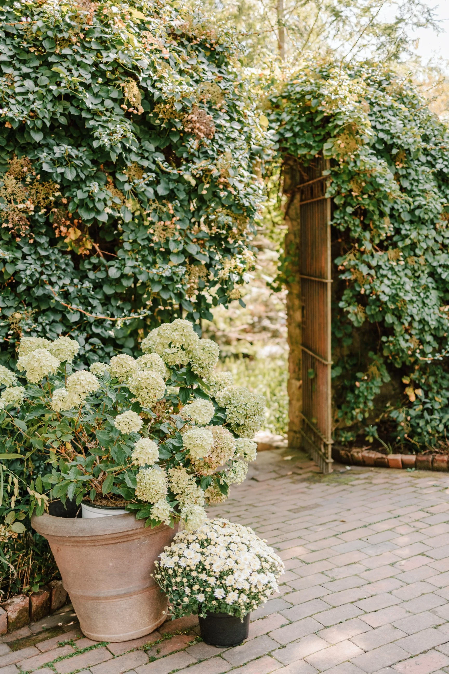 A garden scene with potted white hydrangeas and white daisies on brick paving, surrounded by lush green bushes and an arched garden gate.