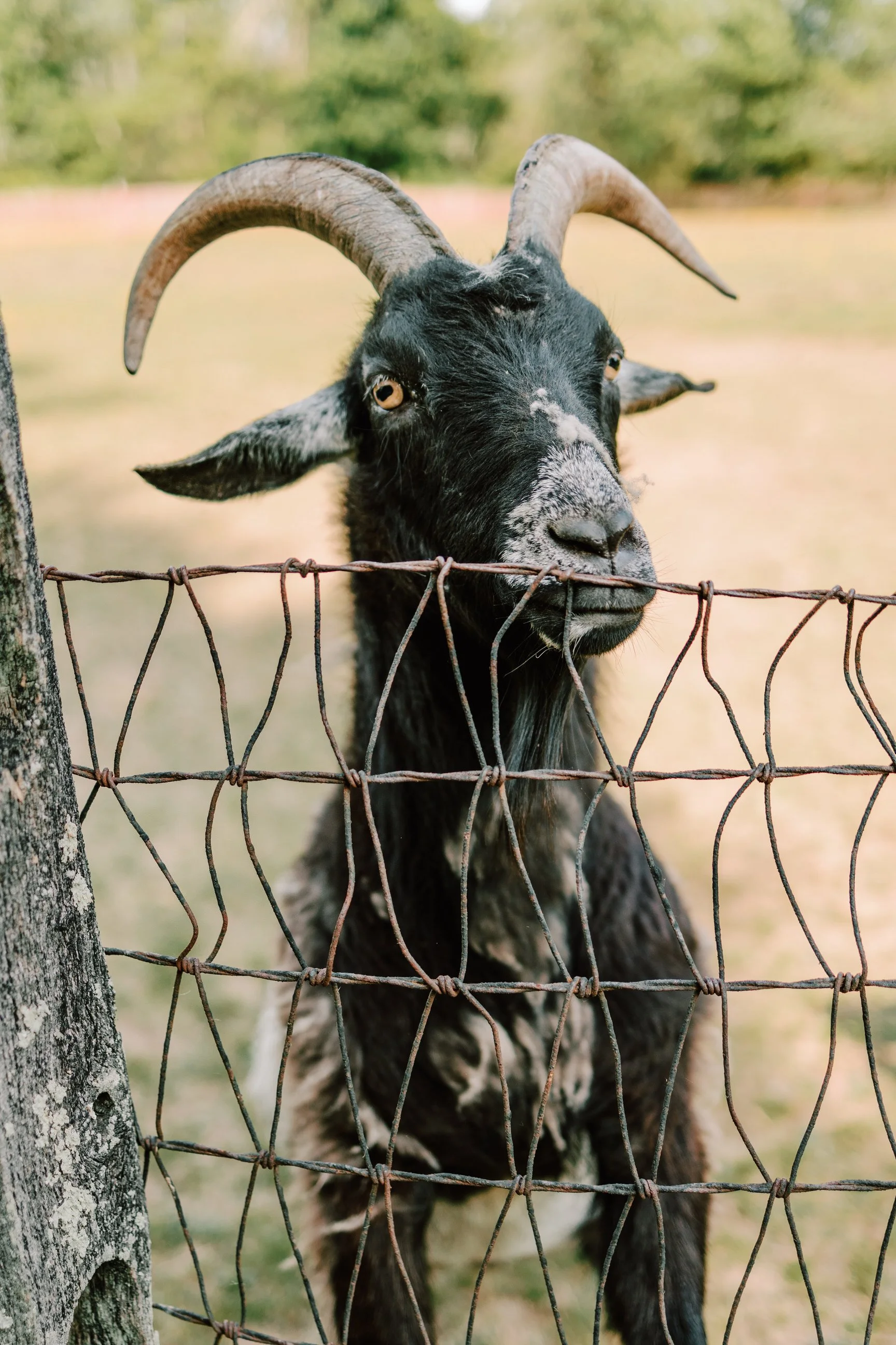 A black goat with large curved horns standing behind a rusted wire fence in a rural setting.