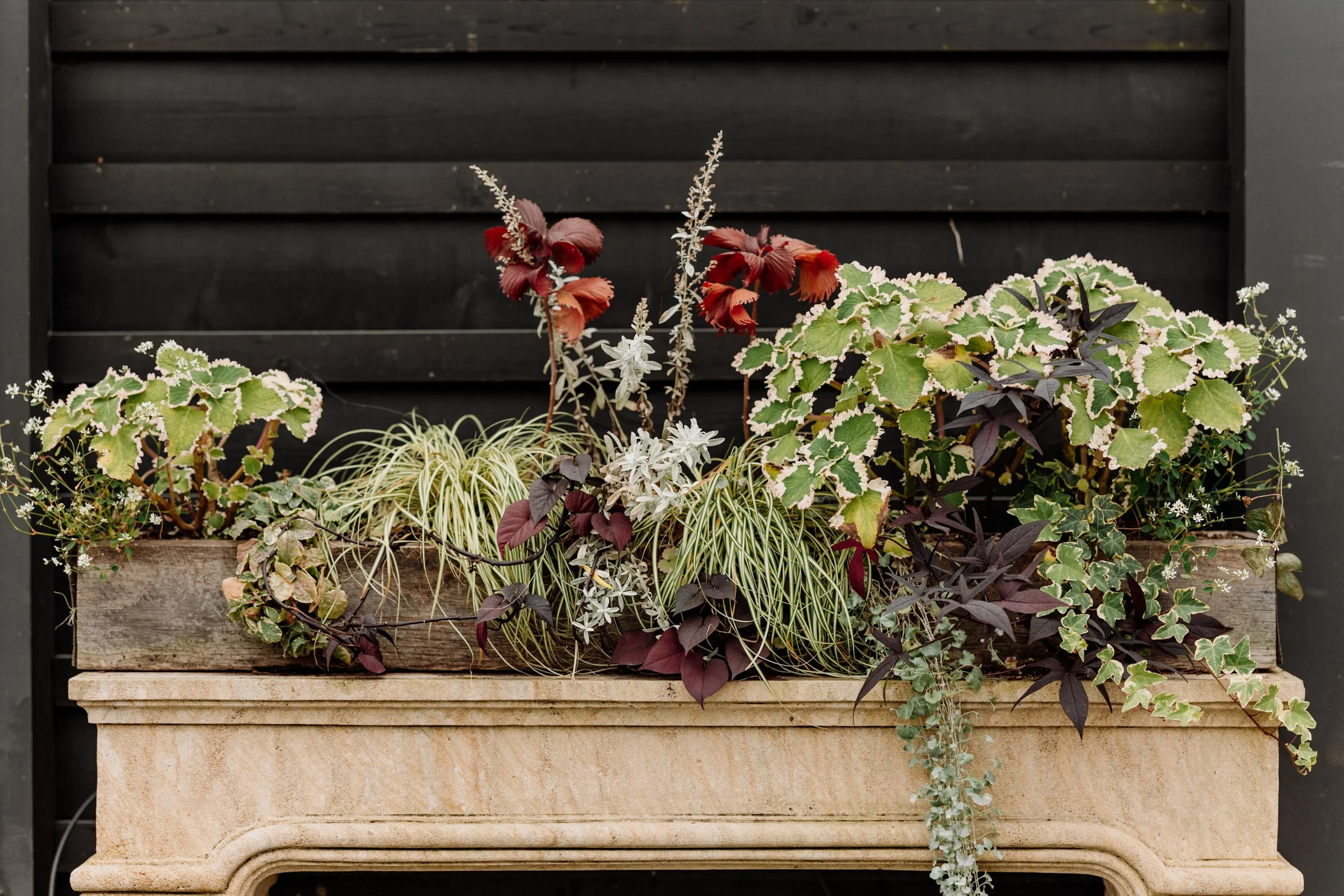 Arrangement of assorted plants in a rustic wooden planter on a beige stone stand, against a dark wooden fence background.