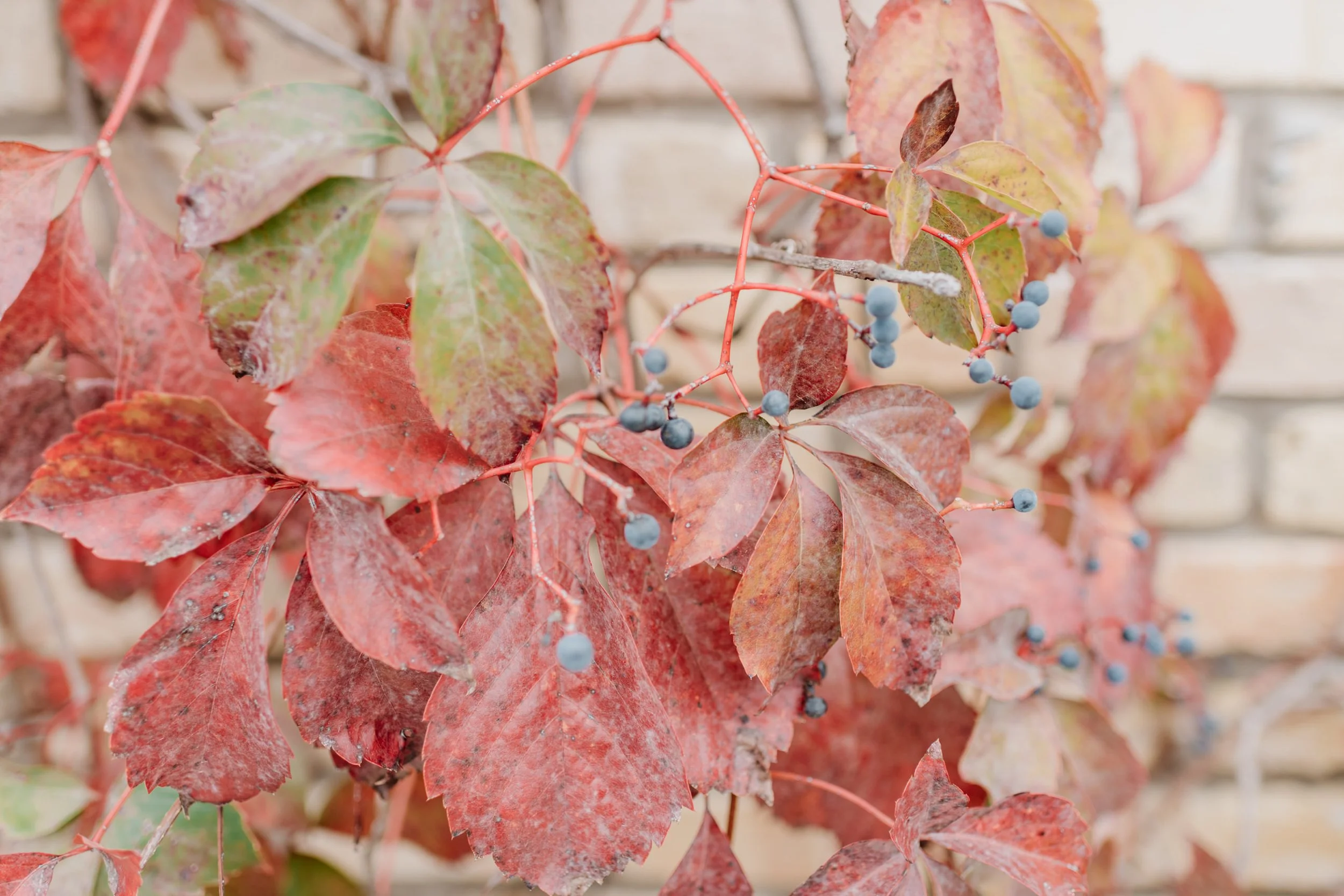 Close-up of red and green leaves with small blue berries on a vine against a brick wall.