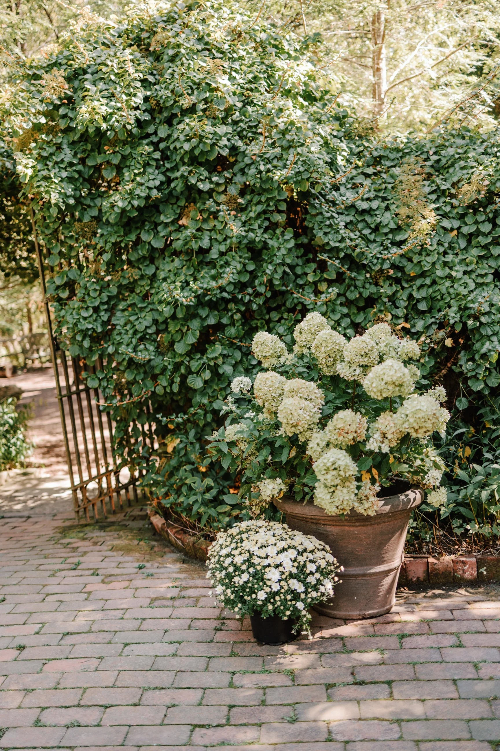 Potted white and cream-colored hydrangeas and daisies placed on a brick pathway beside a leafy green hedge and a garden gate.