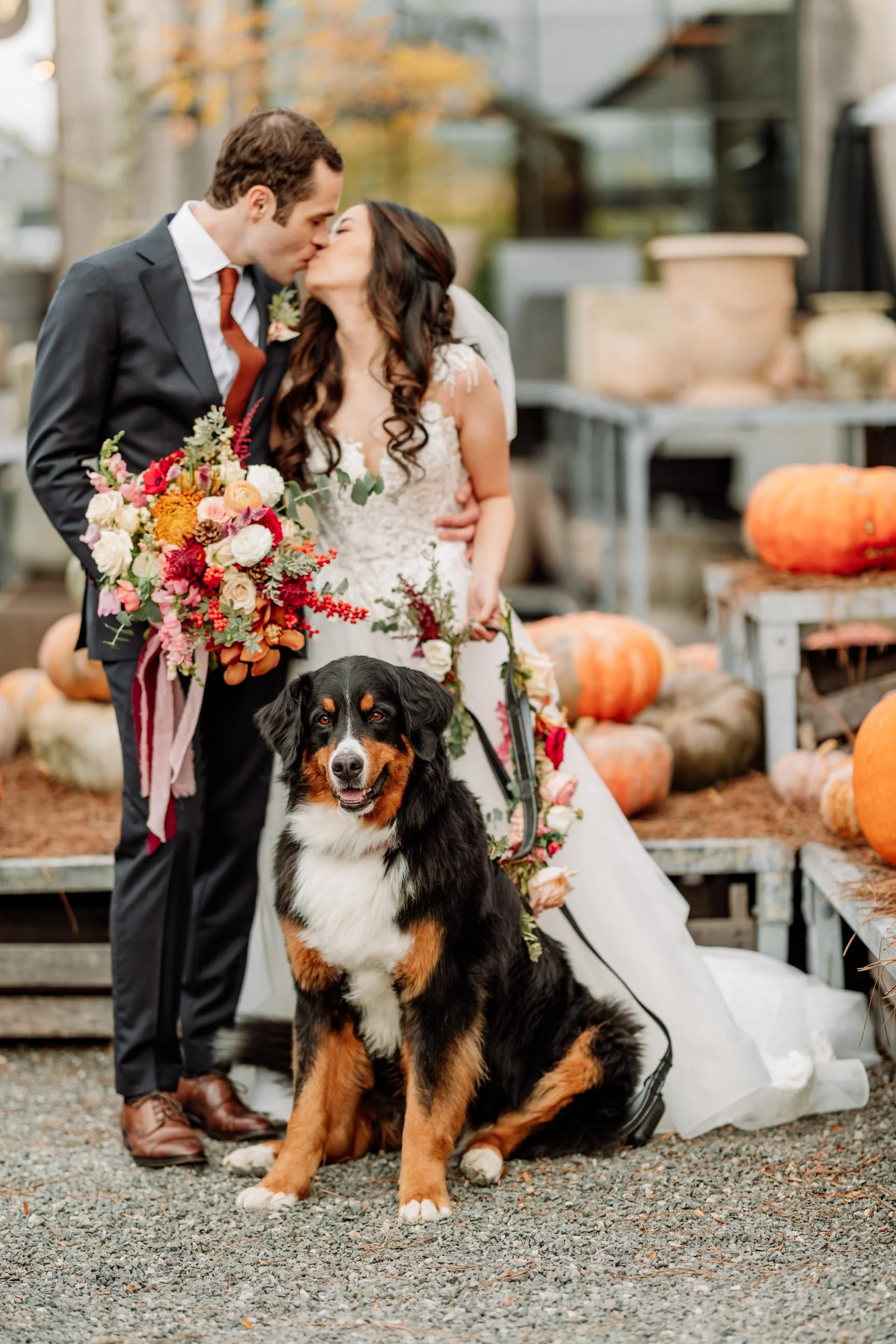 A newlywed couple sharing a kiss outdoors with their Bernese Mountain Dog sitting in front of them, pumpkins, and fall decor around them.