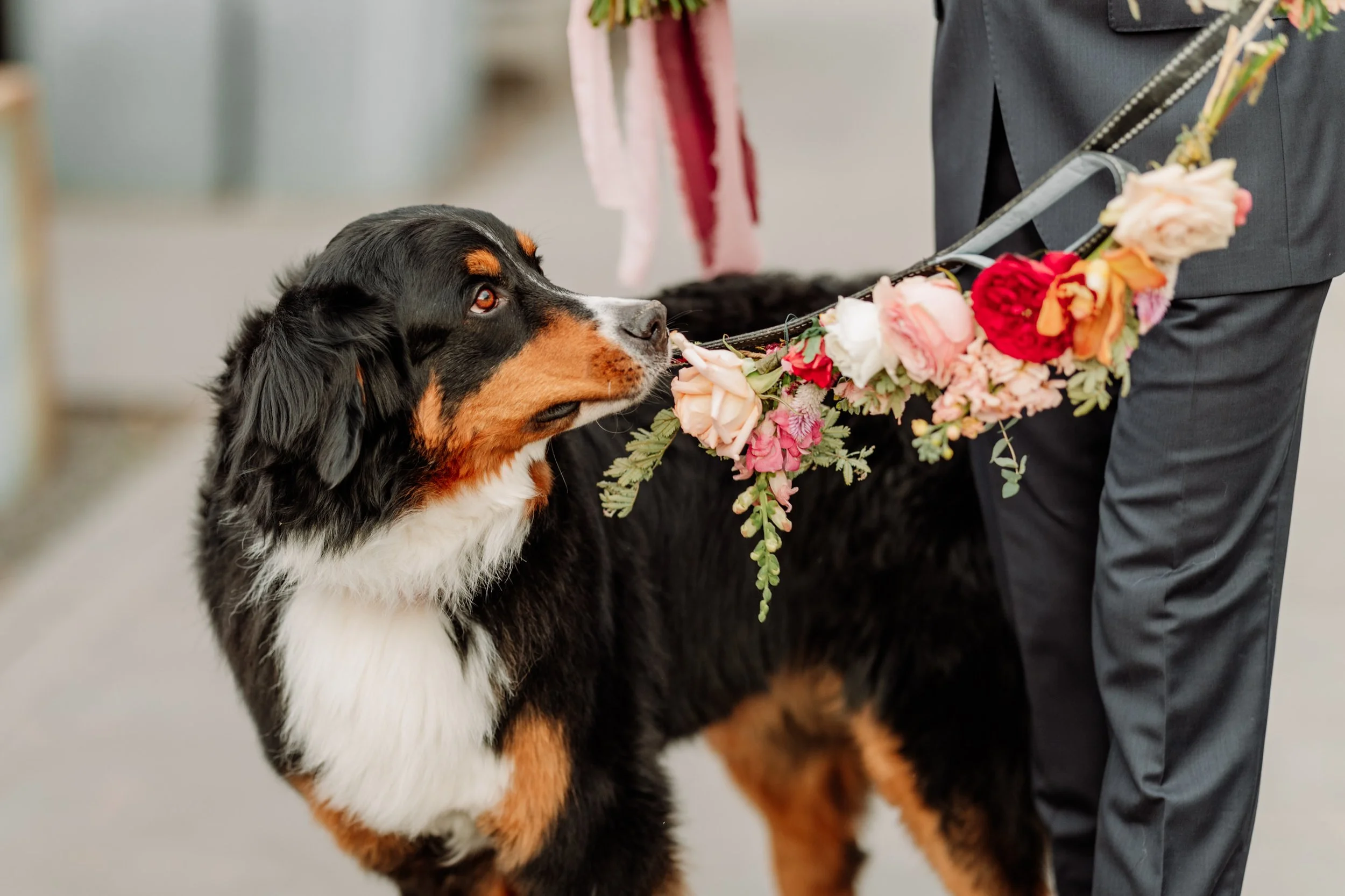 A dog, possibly a Bernese Mountain Dog, with a floral wreath hanging from a person's waist, during a wedding or special event.