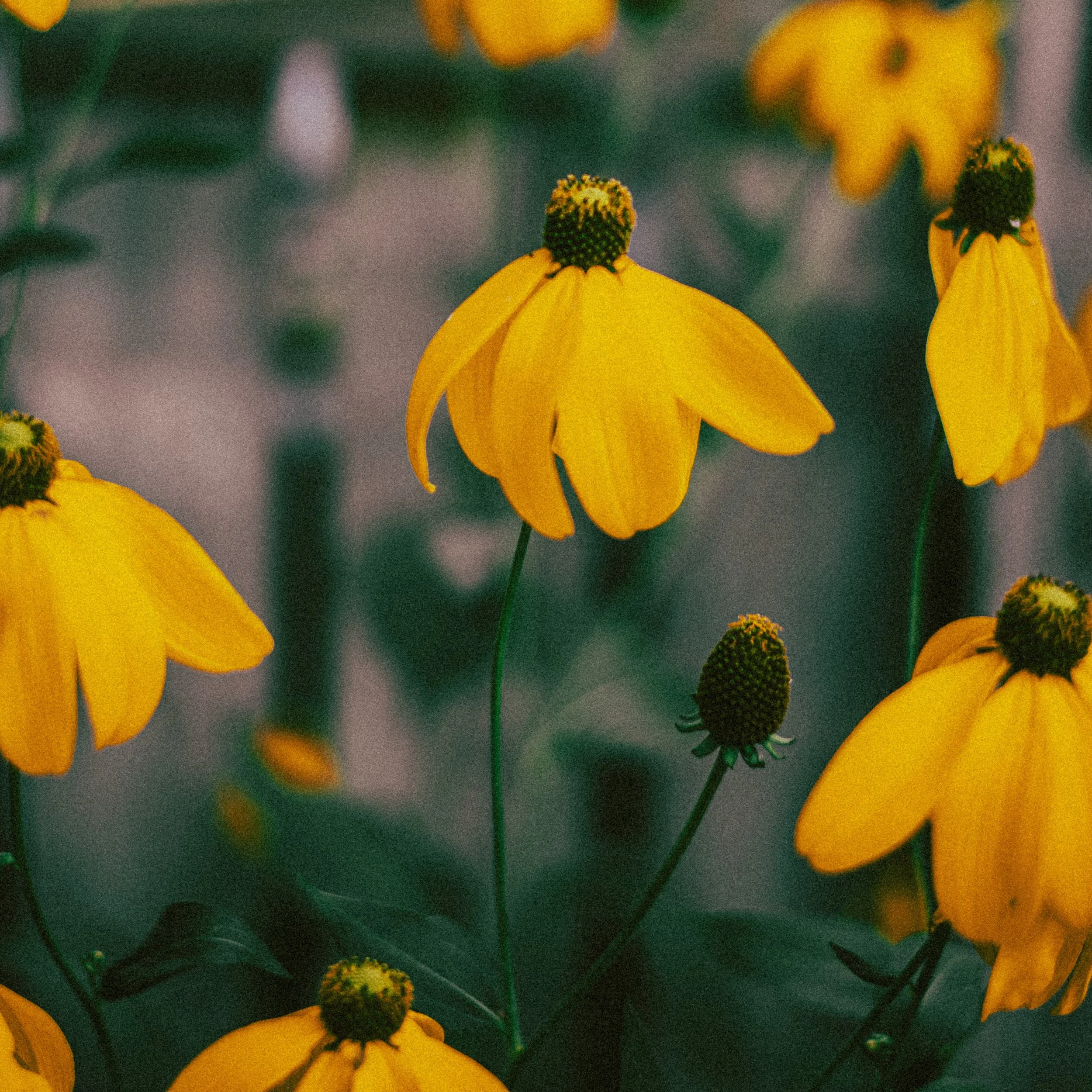 Everyone Is Autistic These Days