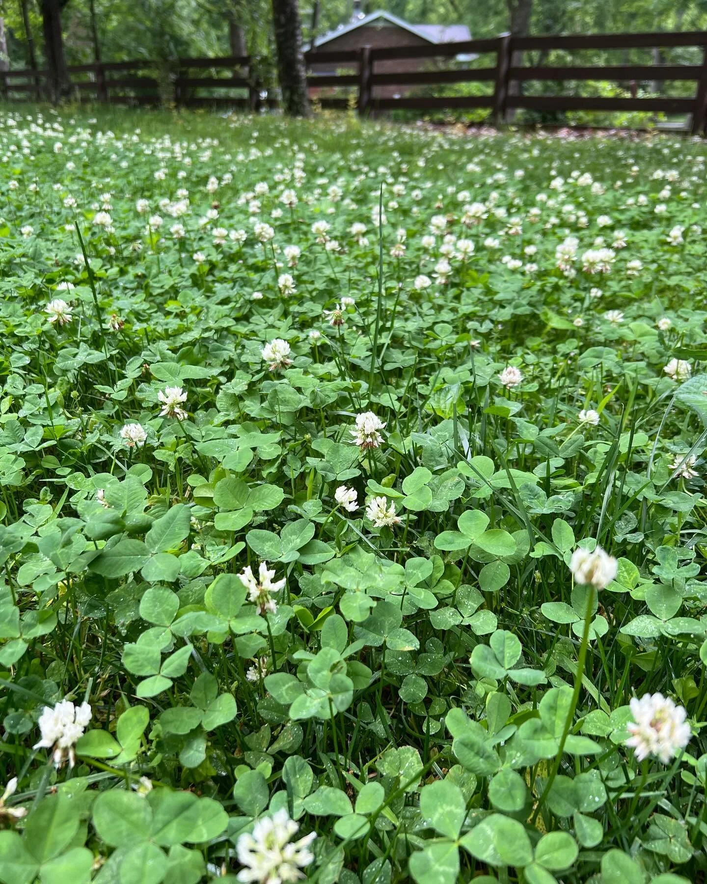 Why do we call these weeds? They&rsquo;re  actually so beautiful with their clover-shaped stems and little pom pom flowers. It reminds me that sometimes when we are following God&rsquo;s plan for our lives, living fully and feeling our calling with o