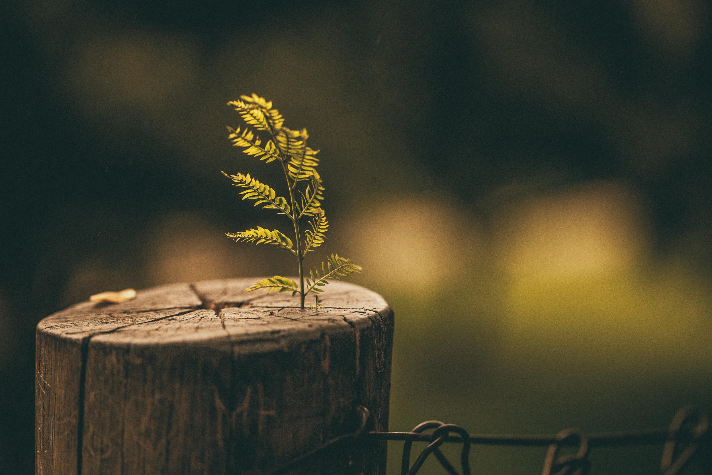What you will learn from The Resilient Organization