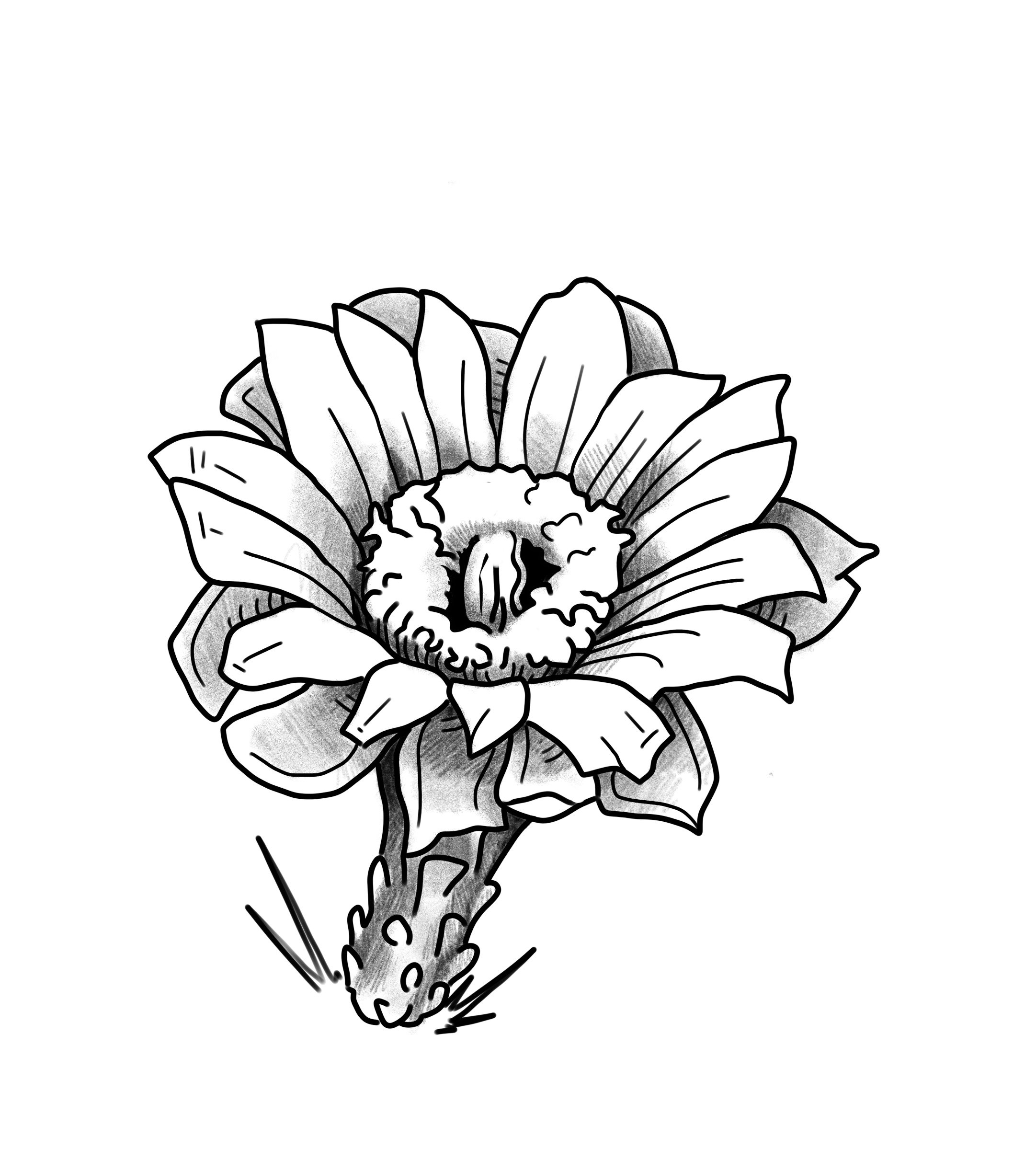 Saguarobloom.jpg