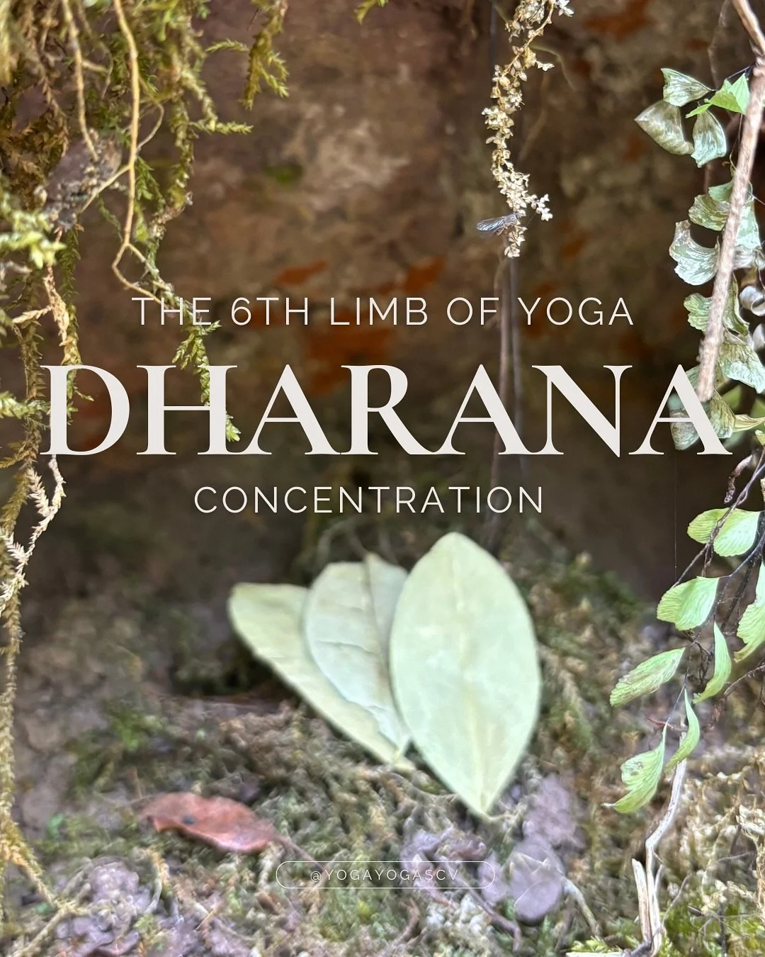 Dharana -6th Limb of Yoga
The art of concentration.

Training the mind to rest on one point&hellip;the breath, a mantra, a flame, or simply this moment.
It&rsquo;s where stillness begins to take shape, and the chatter of the mind starts to quiet. 🌿
