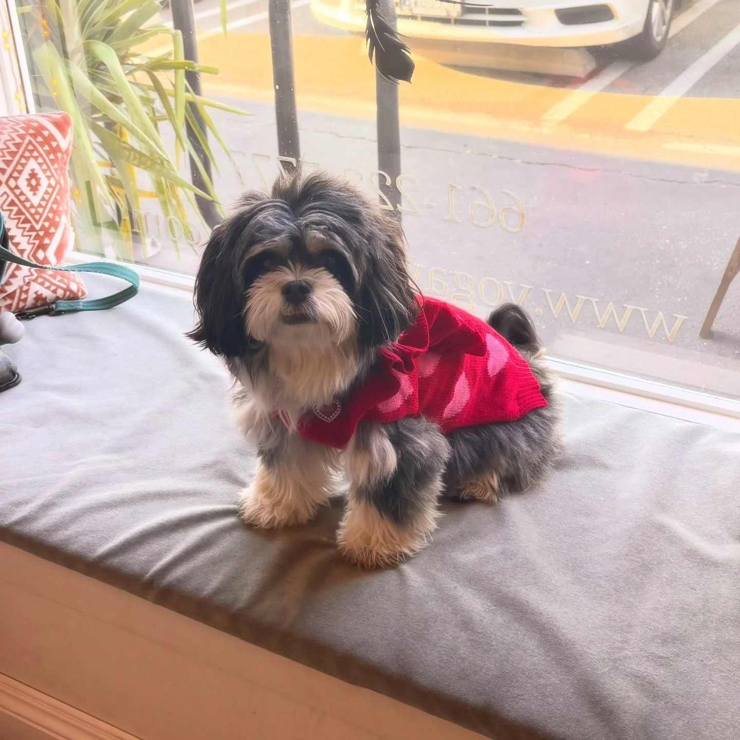 The most adorable yoga pup in all the land. Our little shala mascot and professional heart-melter.

Studio dog.
Soul soother.
Mat companion.
Gigi ❤️ 🐾

#YogaPup #StudioMascot #YogaYogaSCV #HealingVibes #rescuedogsofinstagram