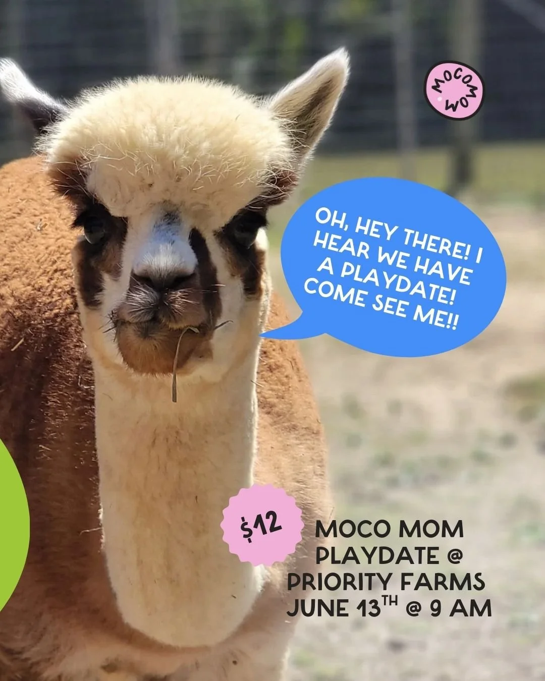 Join us for a special morning on the farm! We'll meet mini highland cows, chickens, alpacas, and more at @priorityfarmllc&mdash;an inviting, family-run farm just outside Moore County in Sanford.

🐐 MoCo Mom Playdate at Priority Farm�
📍 1042 Buckhor