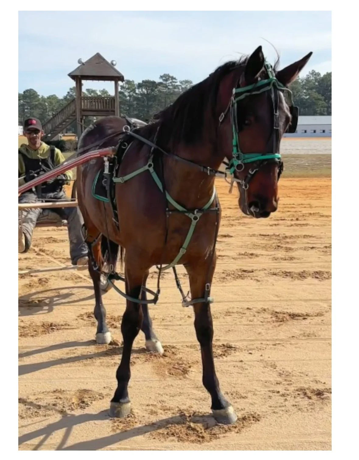 Standardbred Horse Training @ the Harness Track