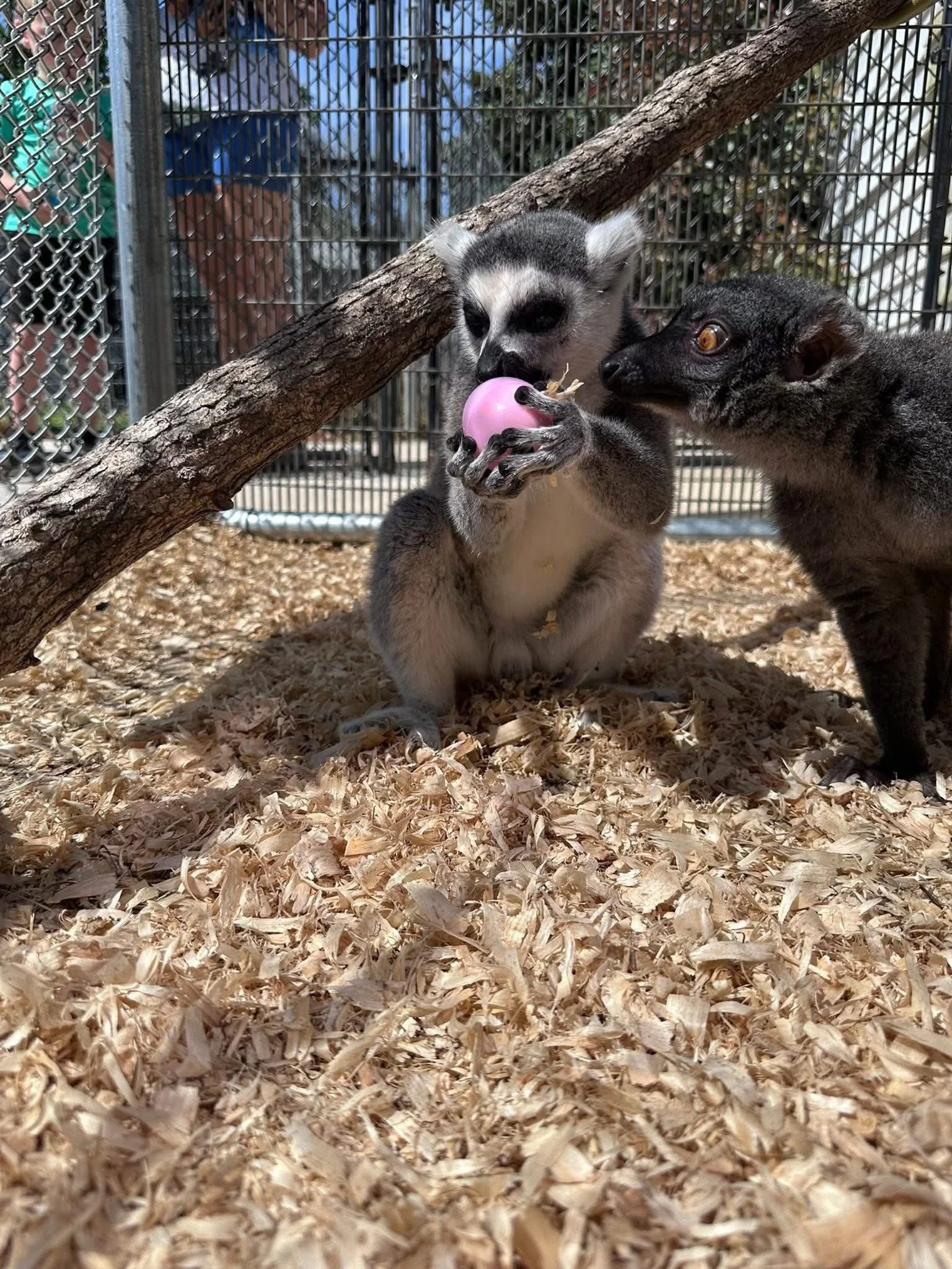 Easter @ Aloha Safari Park