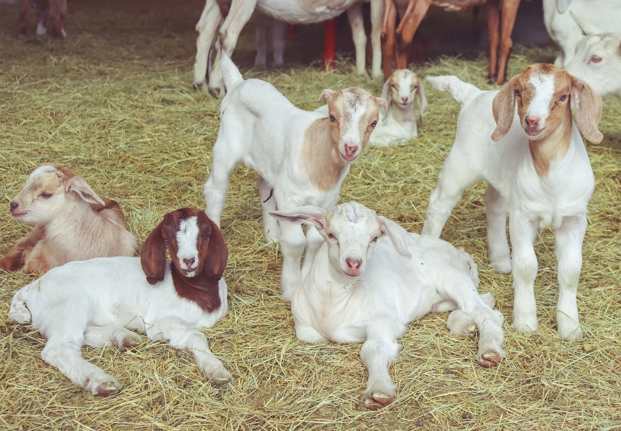 Anna Spring/Baby Goat Farm Day @ Ithika Acres