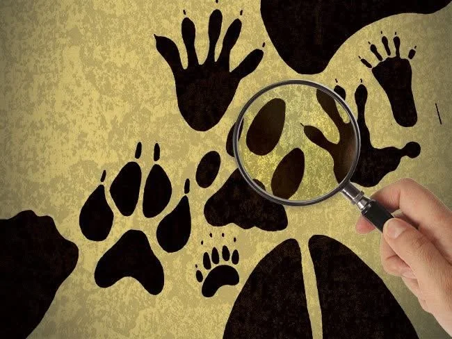 Wee Ones: Nature Detectives