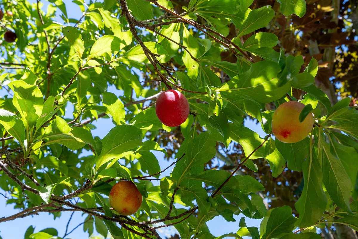 Plum tree!