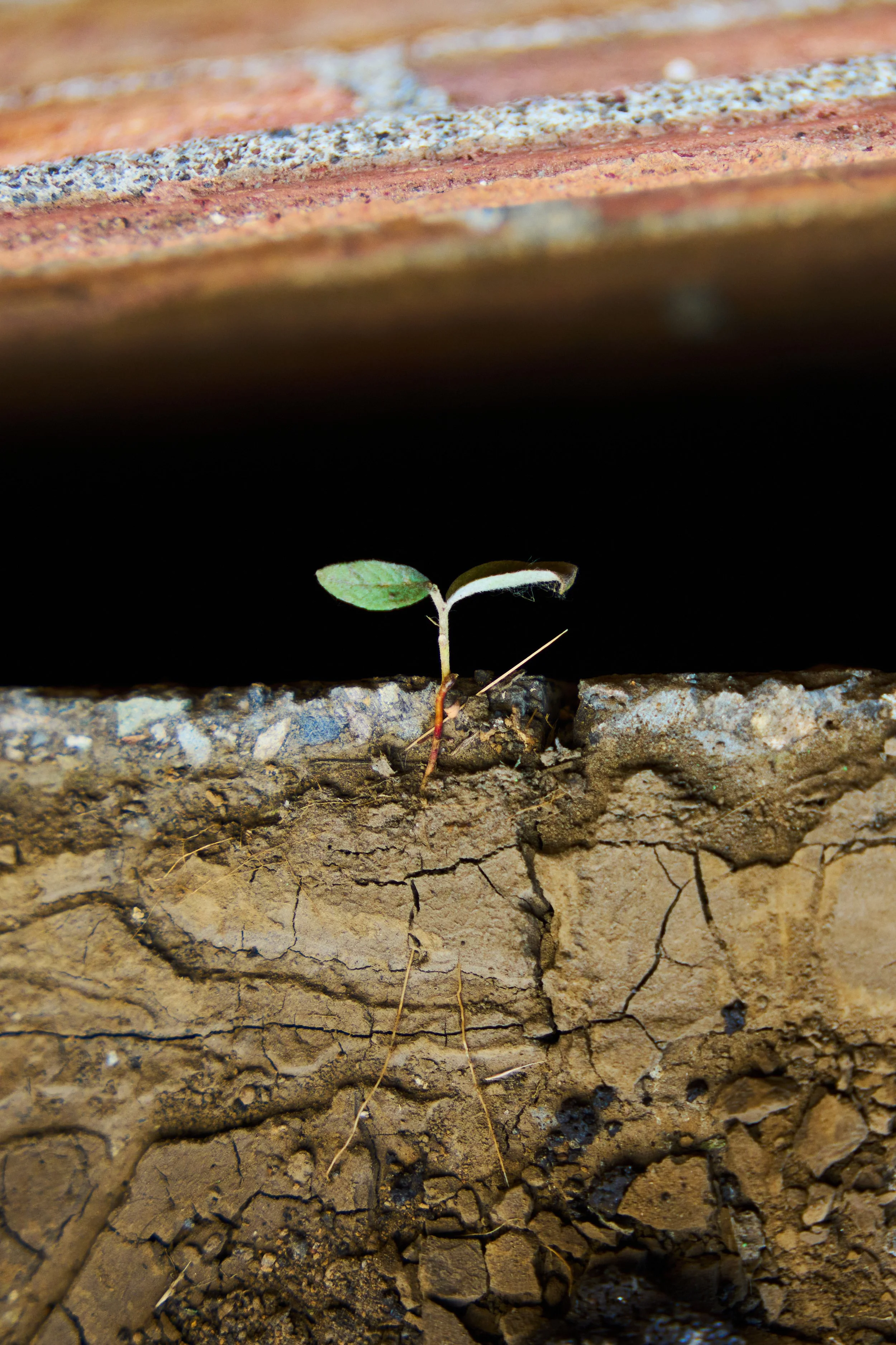 Intro to Depave Webinar