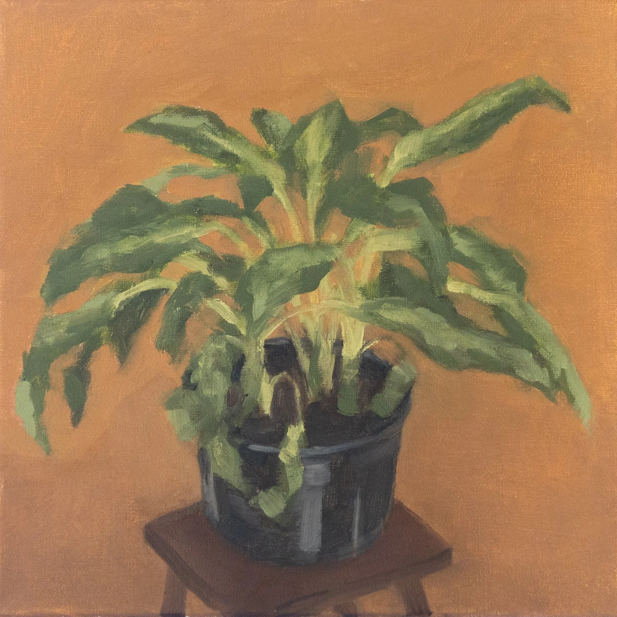 Plant Still Life, 12in x 12in, Oil on Canvas,	Summer 2026 - $75