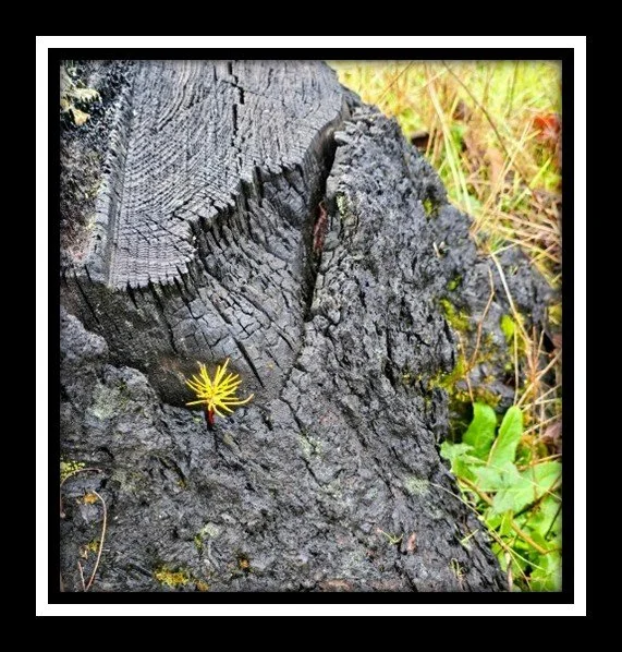 The Stump of Jesse