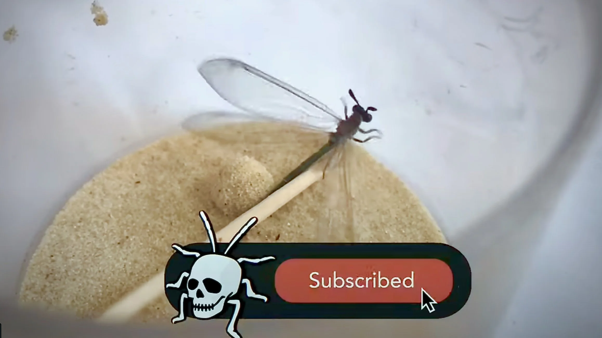 Still from Entoclash Youtube Channel showing ant lion fly
