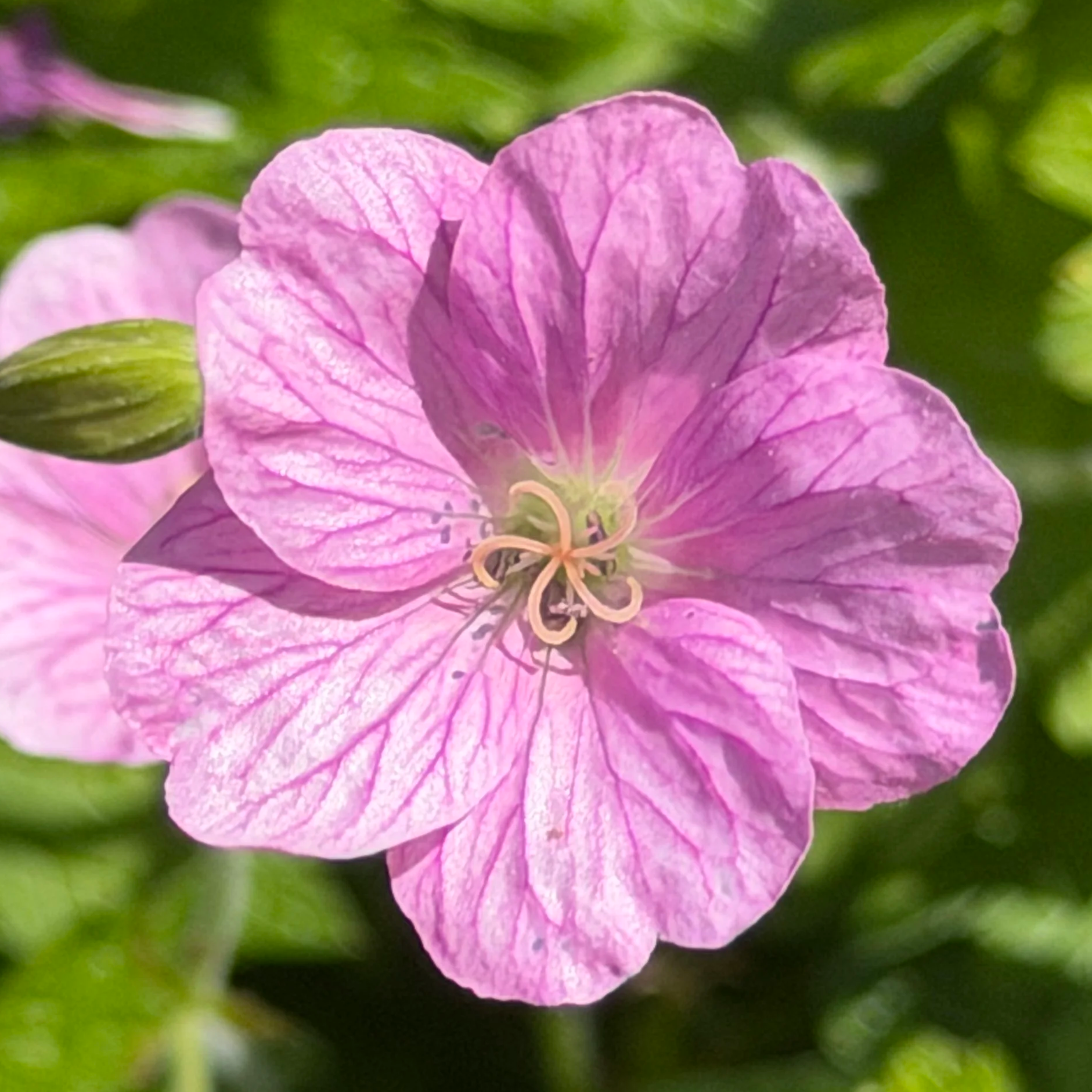 IMG_0429.png