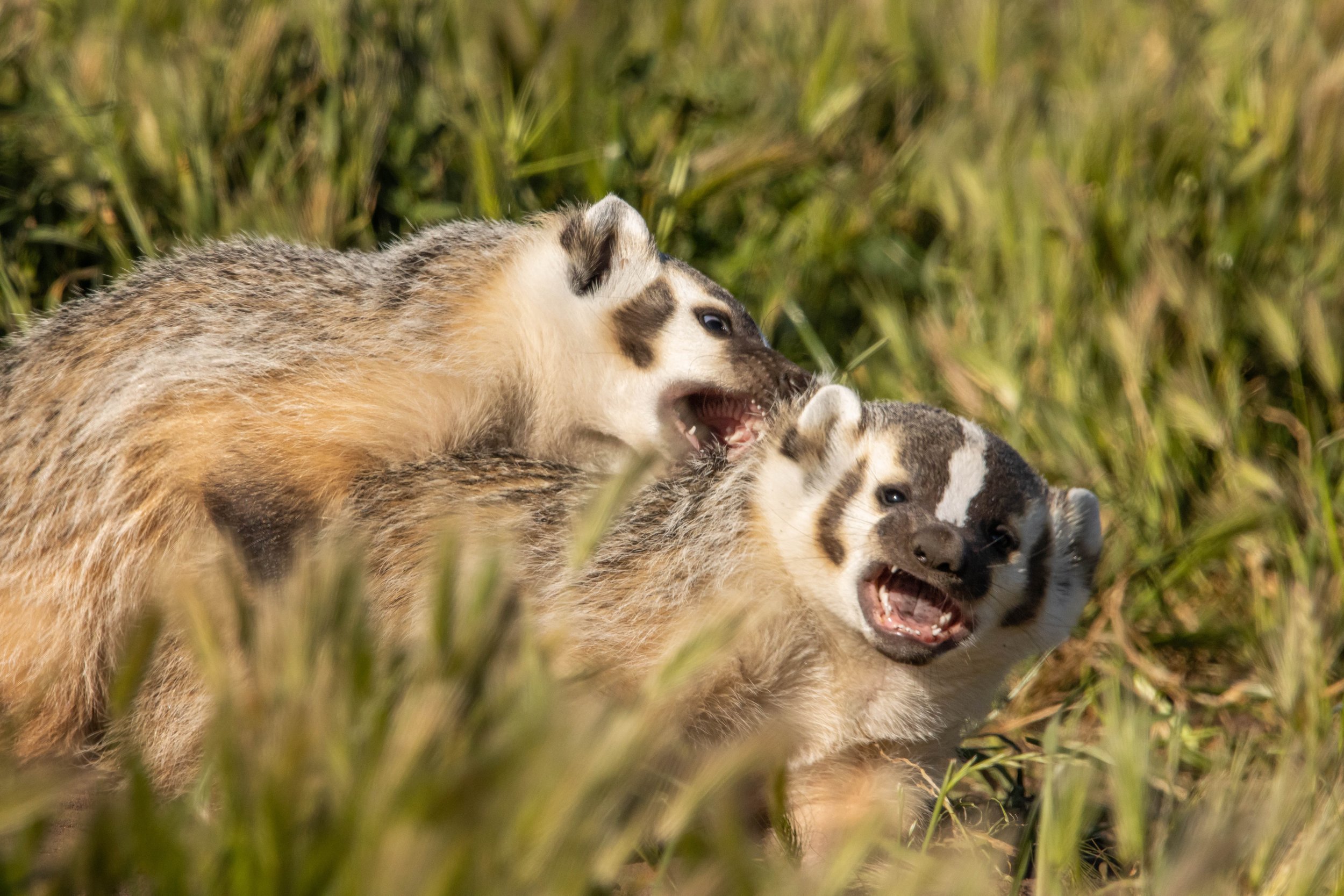 2023 badgers rough housing.JPG