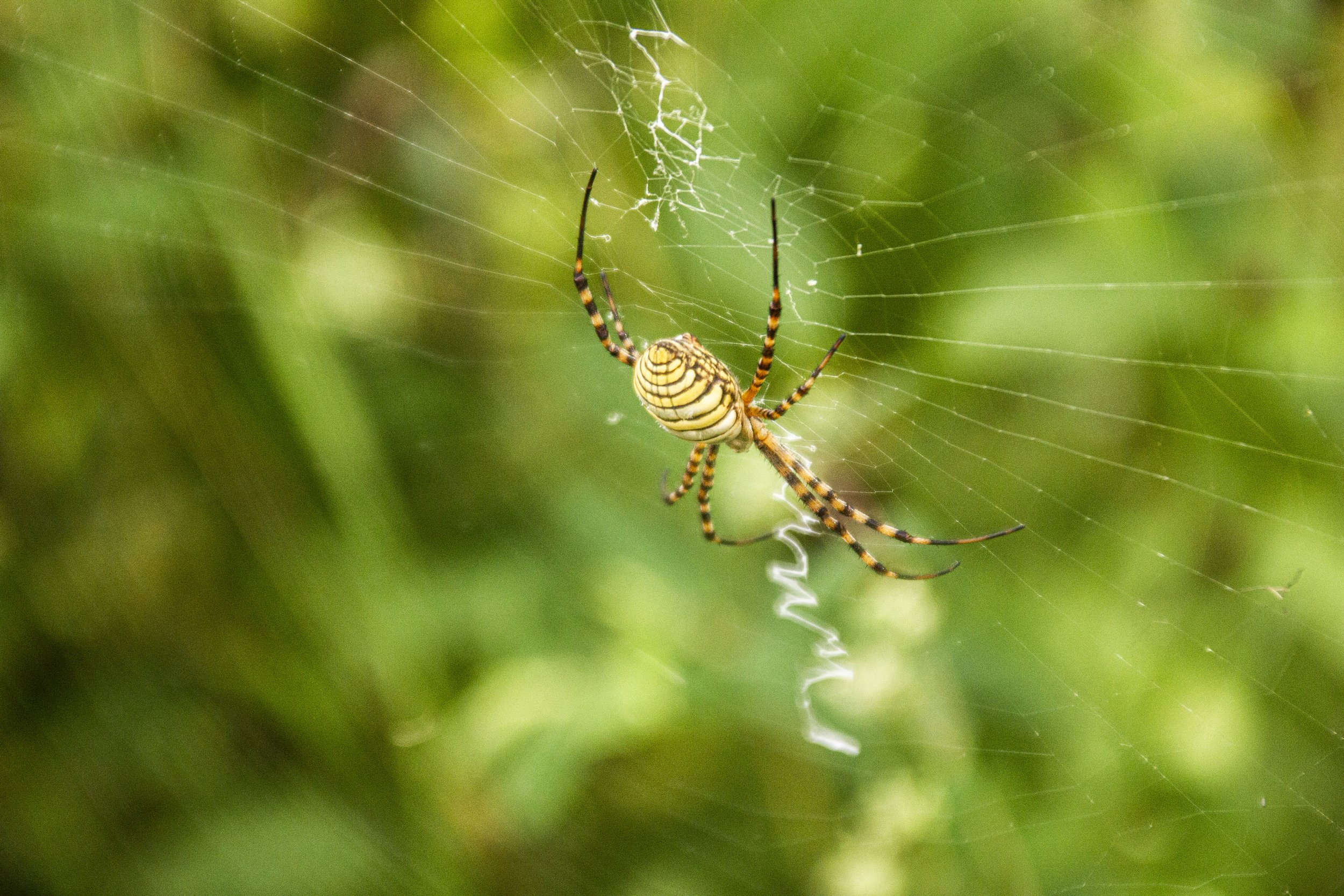 Argiope species in Alamar, Eastern Havana.| Credit: Reynaldo Cruz Diaz