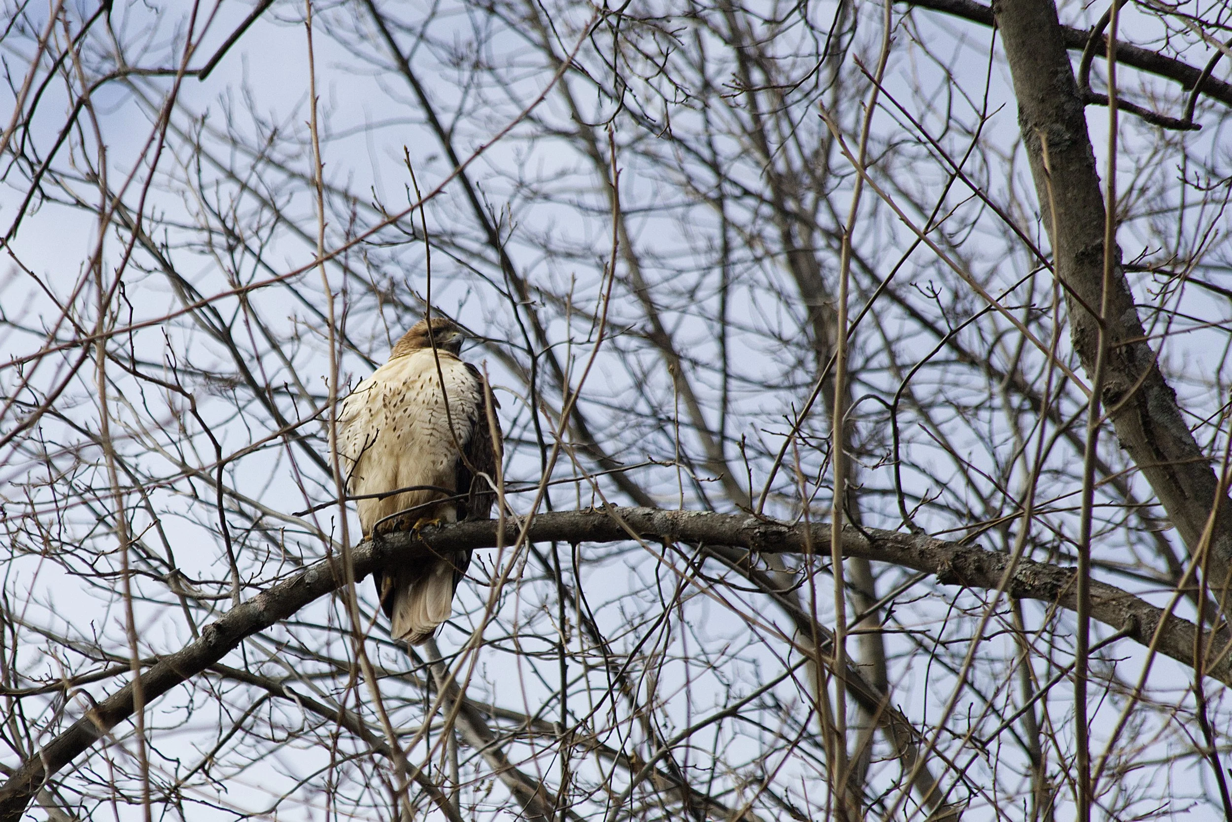  My first time seeing a red-tailed hawk.| Credit: Reynaldo Cruz Diaz  
