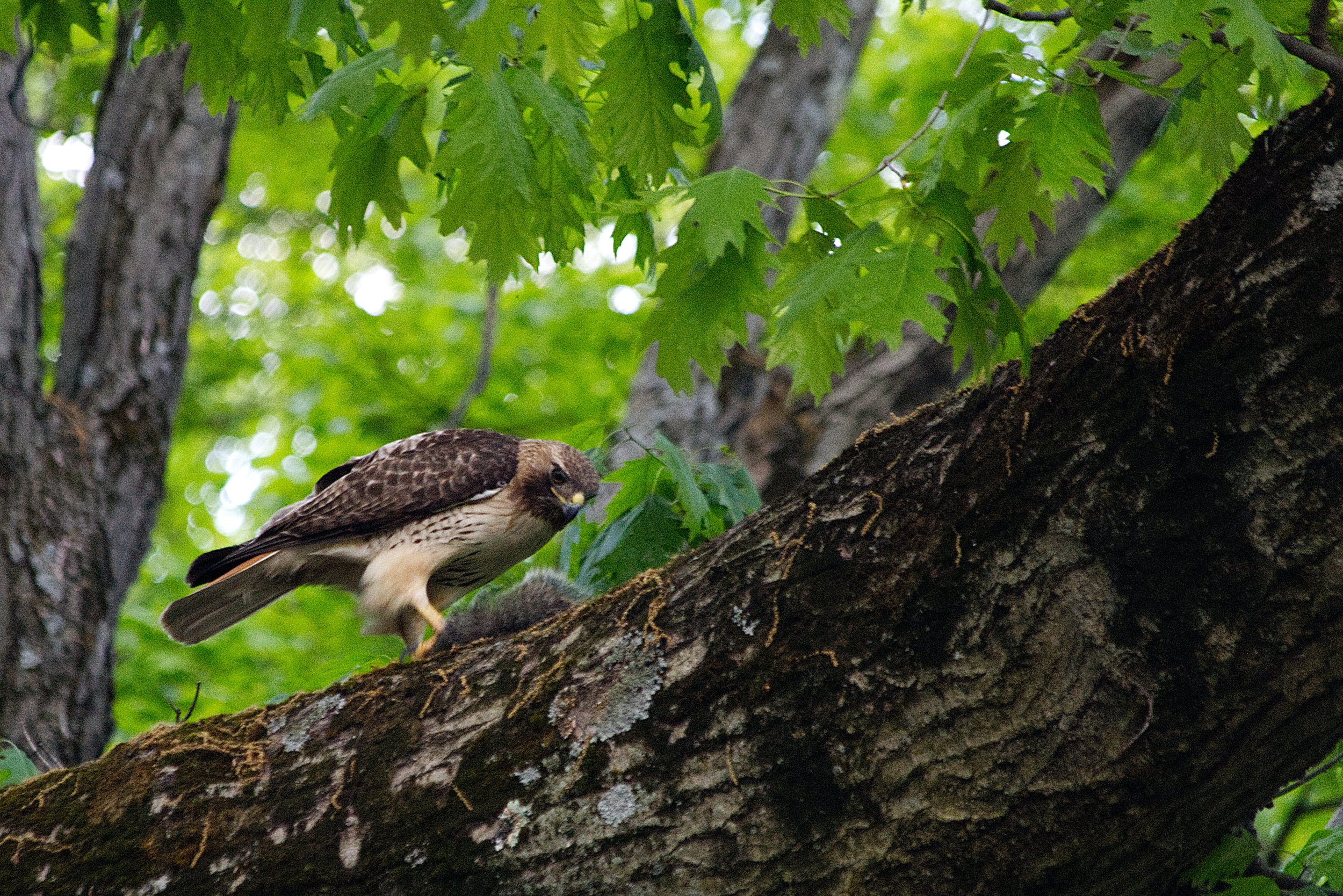  Another red-tailed hawk getting busy with a squirrel.| Credit: Reynaldo Cruz Diaz  