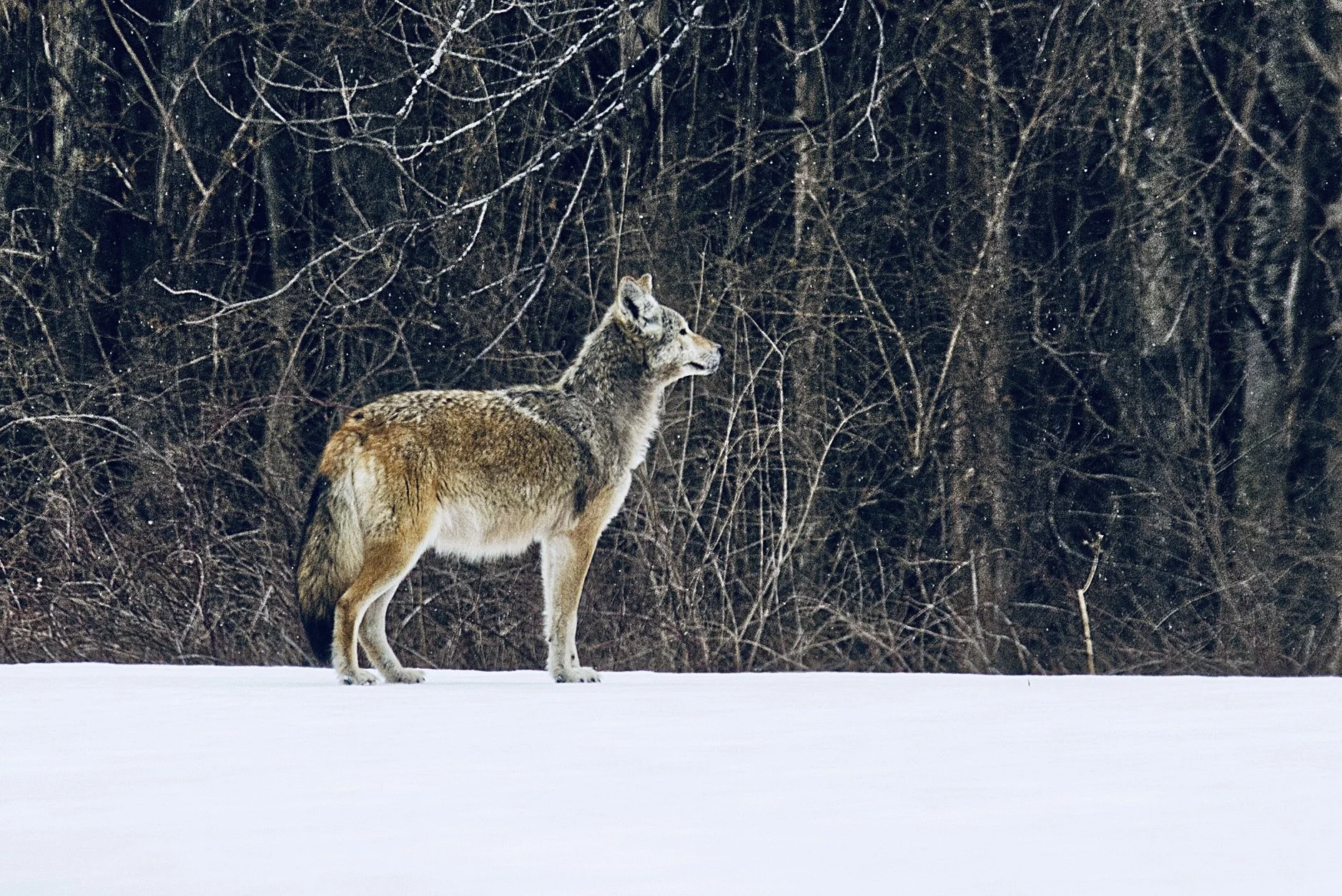 Photographing Wildlife: What I Have Learned in New England