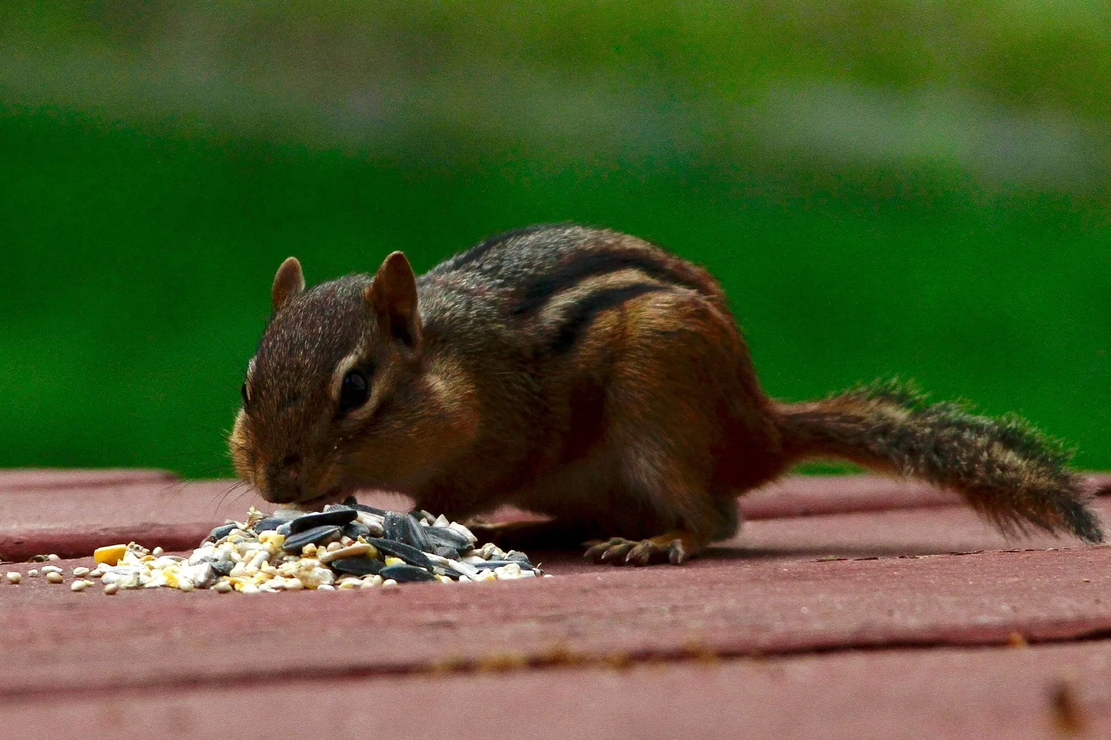  A chipmunk eating some bord food. One a regret (I put the food there) in Newington, CT.| Credit: Reynaldo Cruz Diaz  