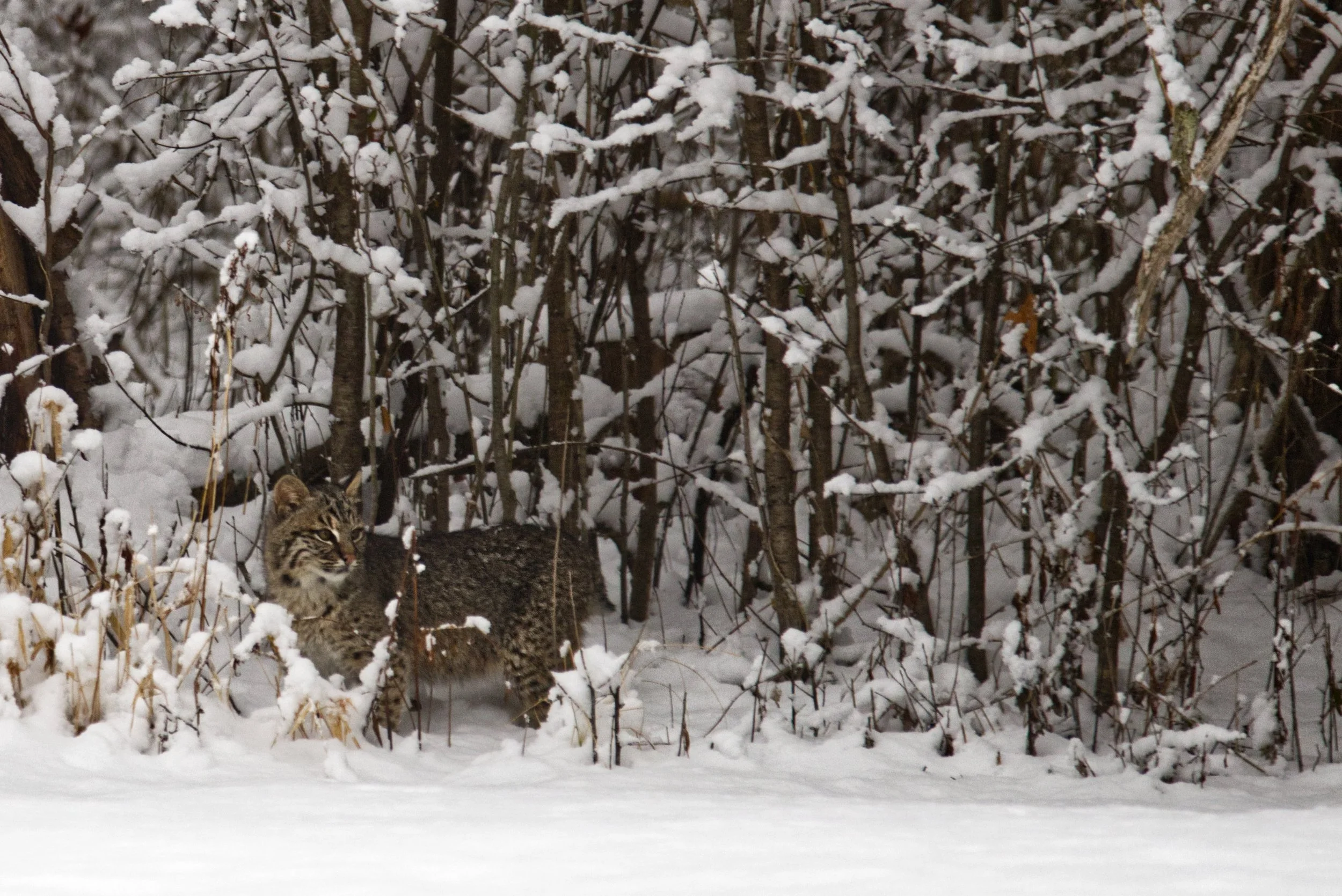  A bobcat in the snow in Avon, CT.| Credit: Reynaldo Cruz Diaz  