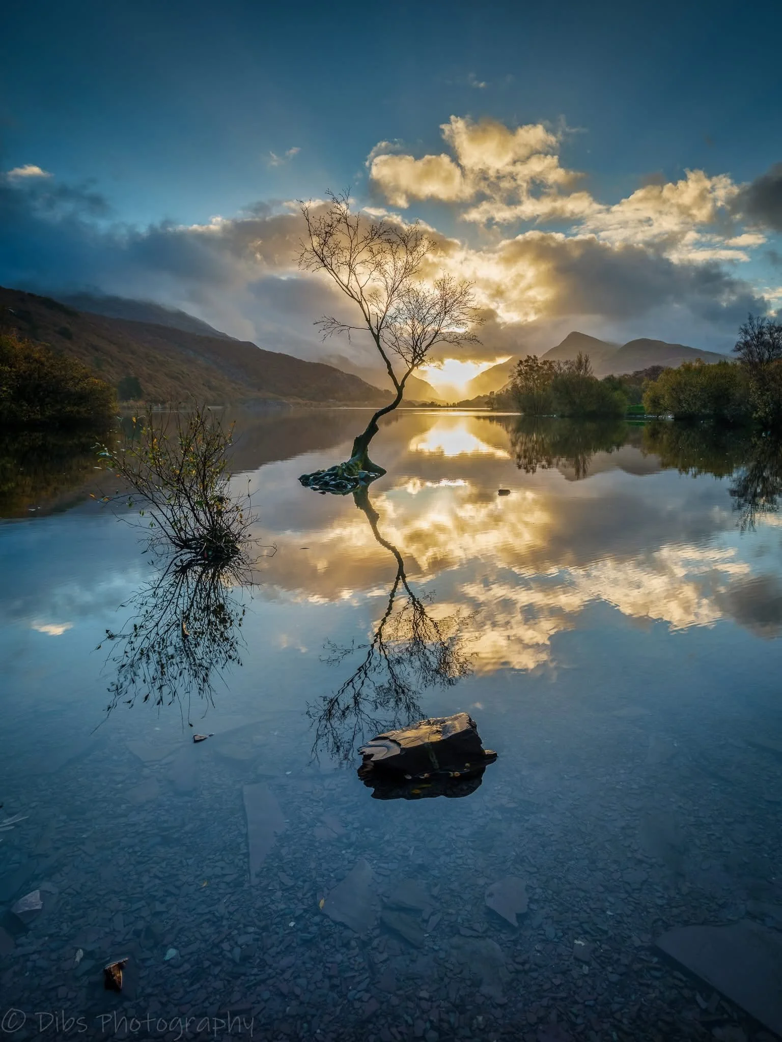 Lone tree reflected in Llyn Padarn beneath dramatic clouds