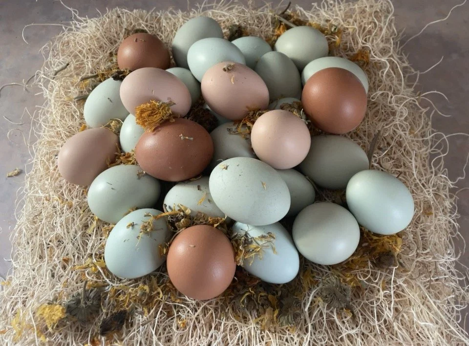 Farm Fresh Eggs (Chicken)