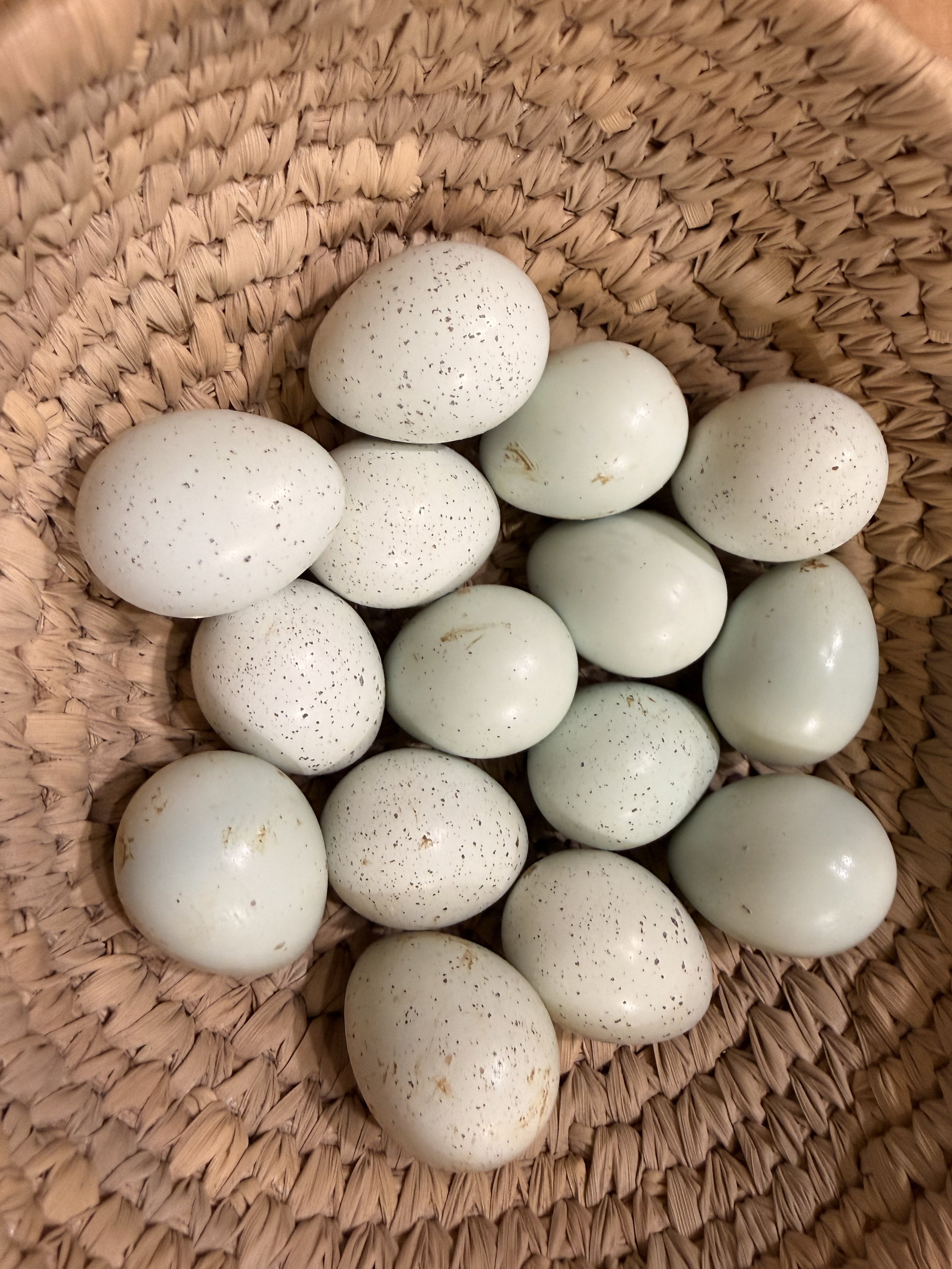 Farm Fresh Eggs (Quail)